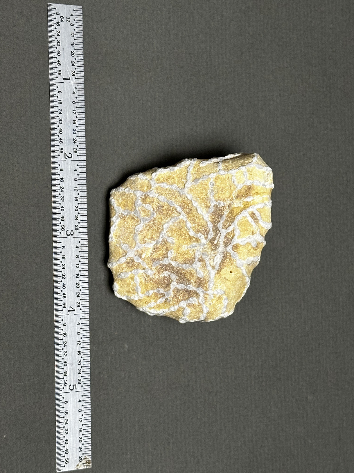 Chain Coral