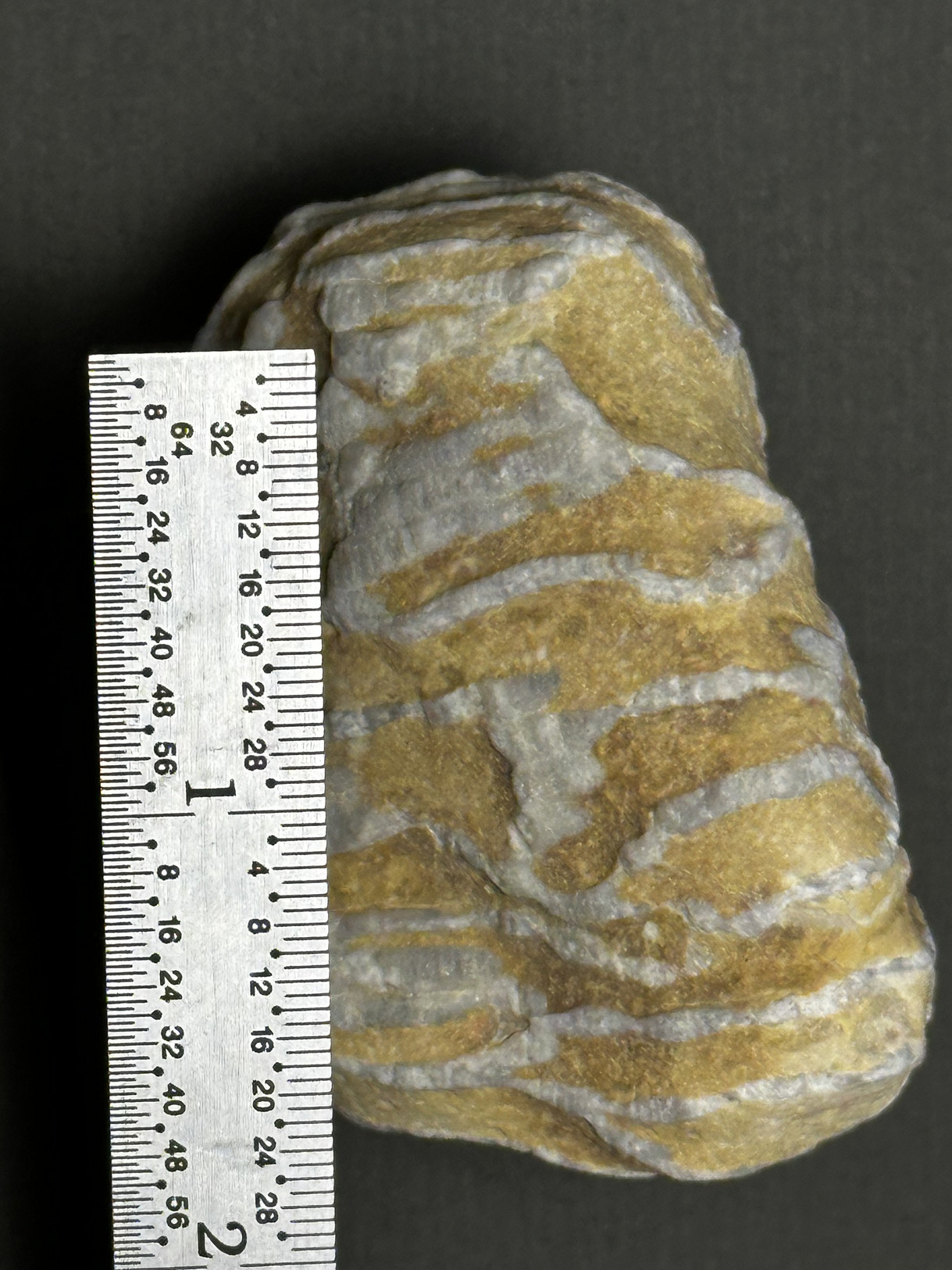Chain Coral specimen