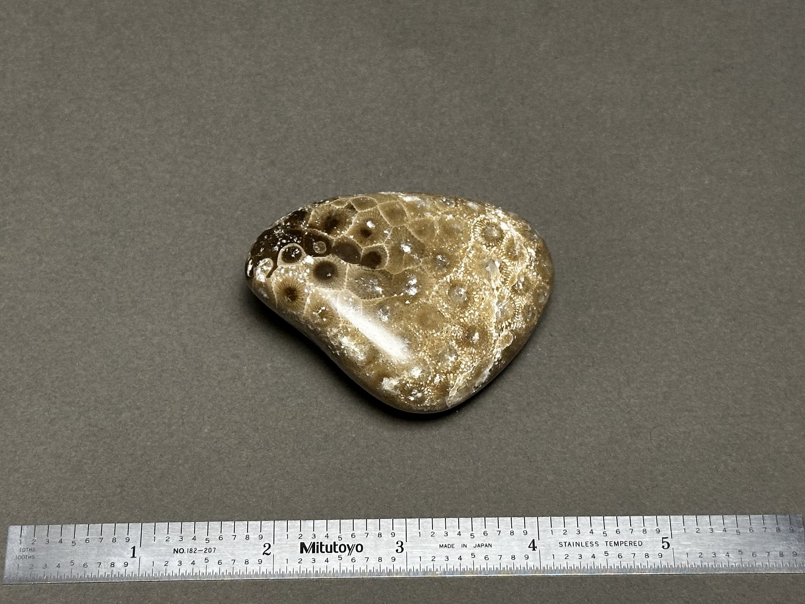 Hexagonaria cf. percarinata specimen