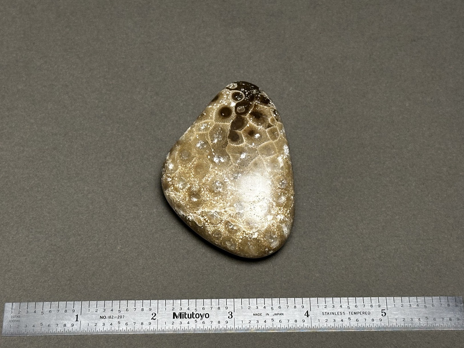 Hexagonaria cf. percarinata specimen