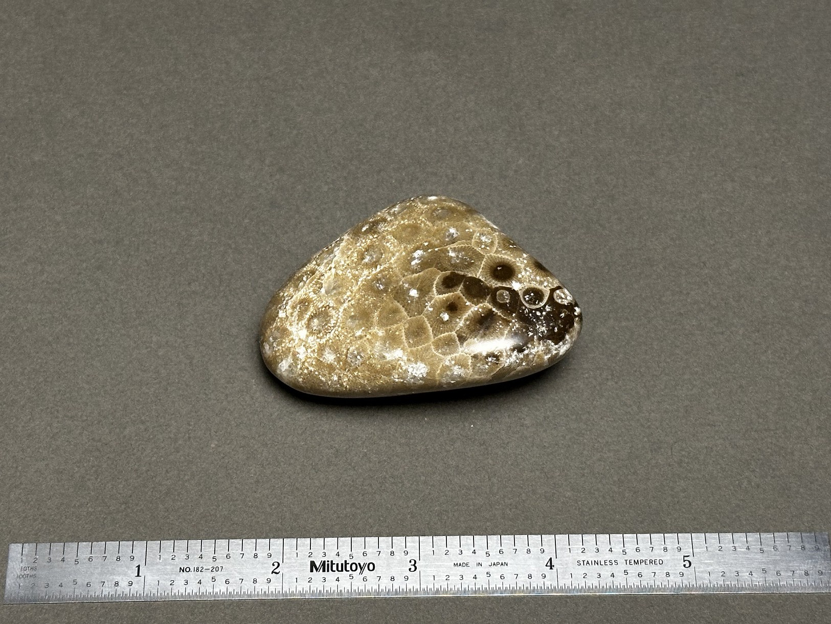 Hexagonaria cf. percarinata specimen