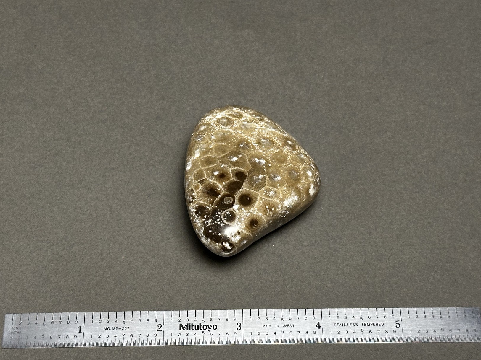 Hexagonaria cf. percarinata specimen