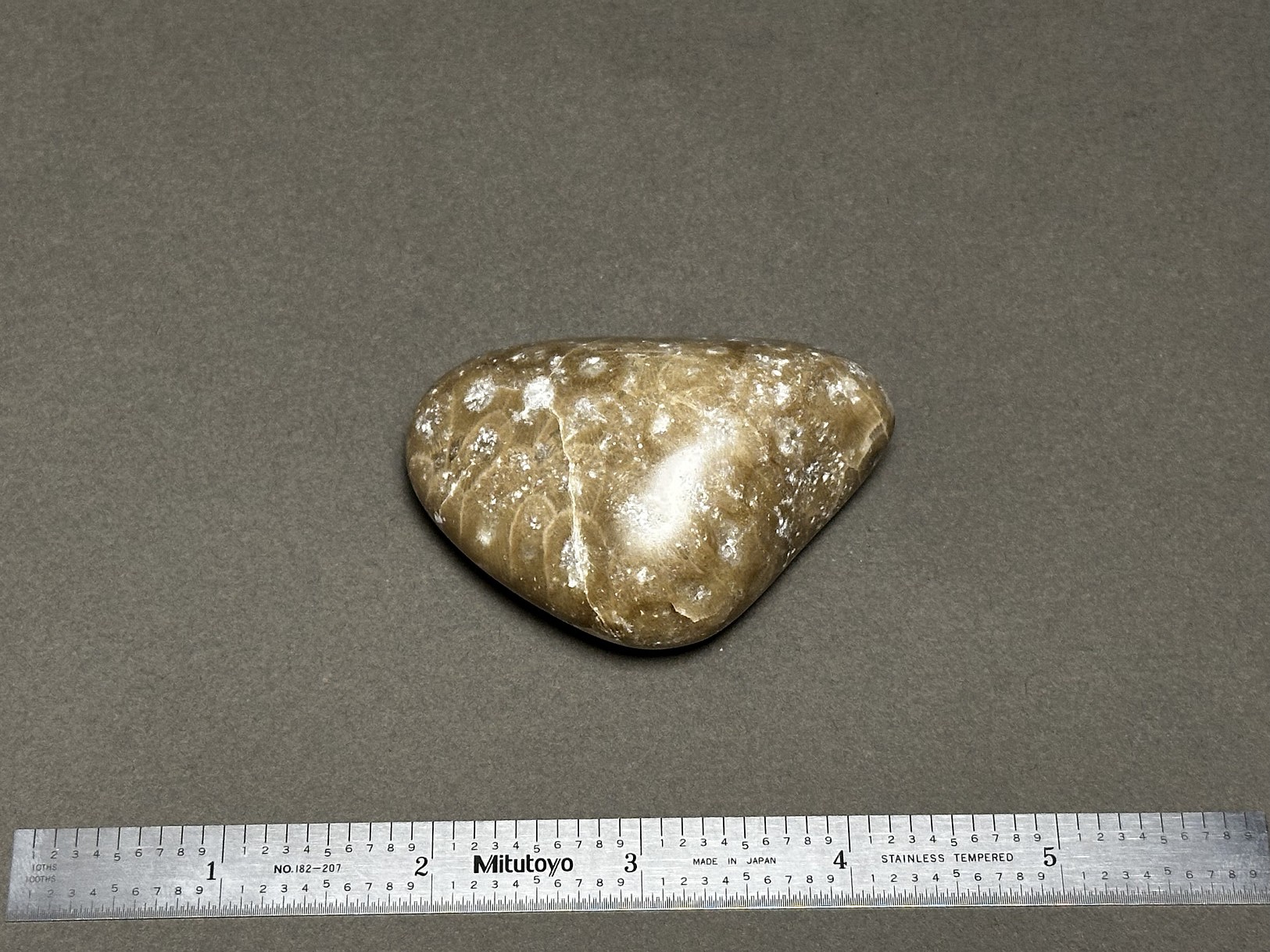 Hexagonaria cf. percarinata specimen