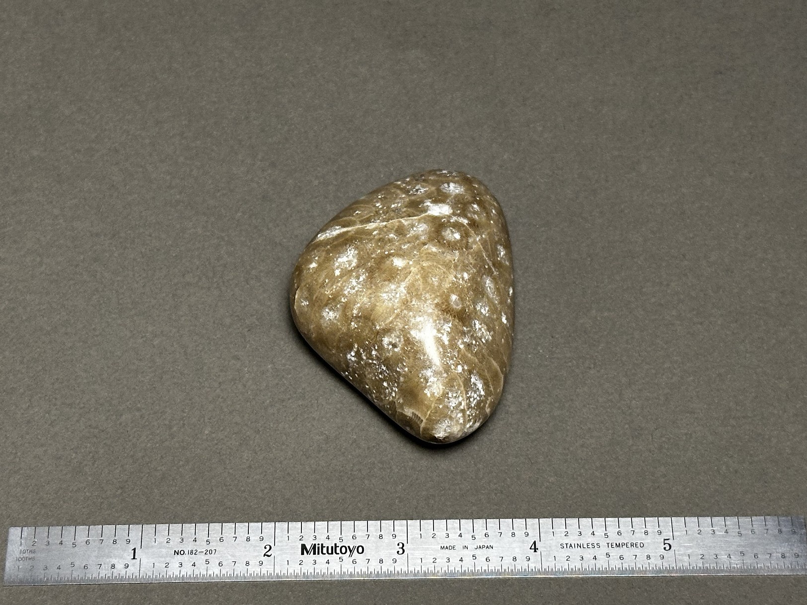 Hexagonaria cf. percarinata specimen