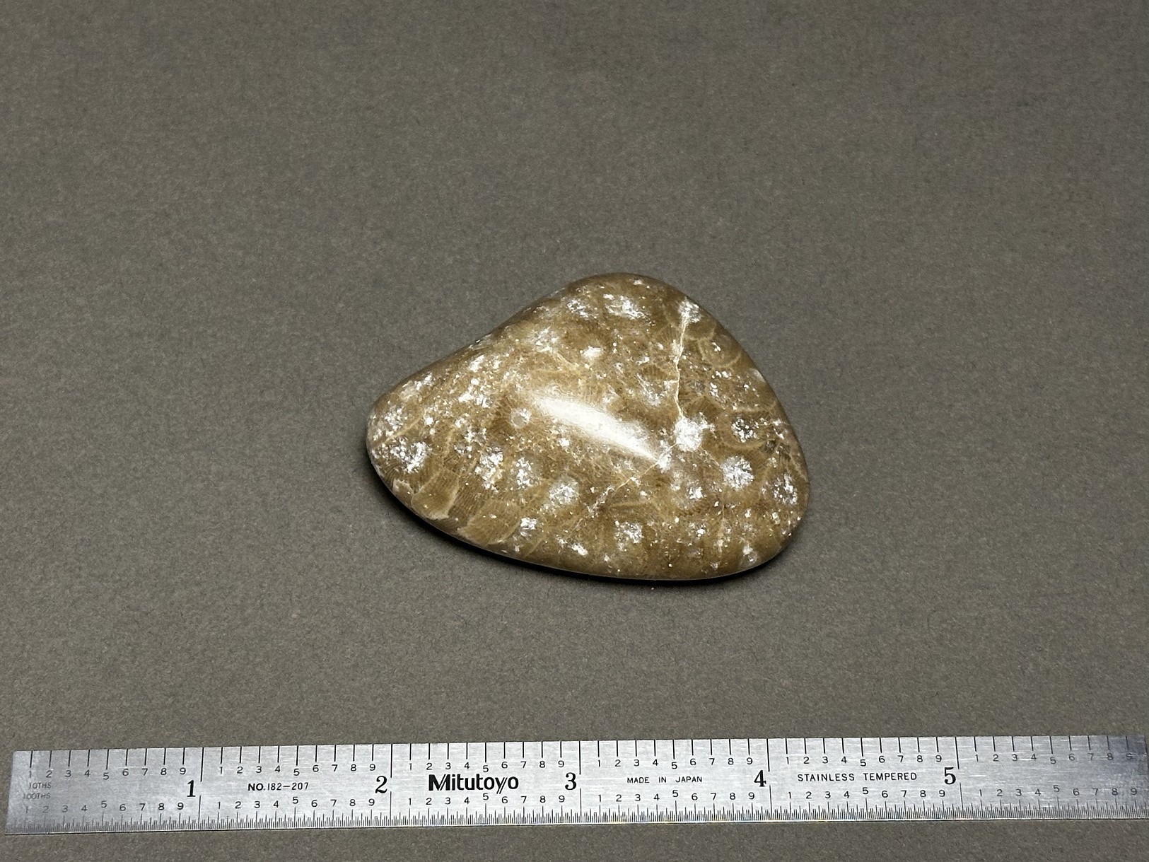 Hexagonaria cf. percarinata specimen