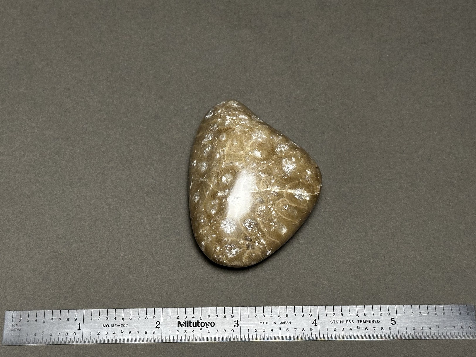 Hexagonaria cf. percarinata specimen