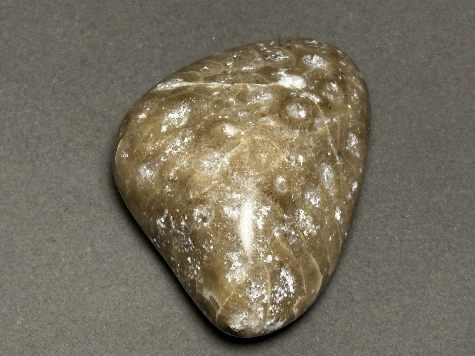 Hexagonaria cf. percarinata specimen