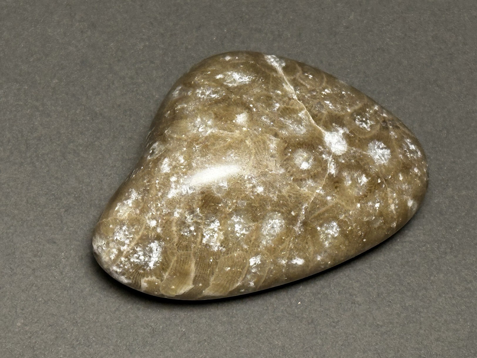 Hexagonaria cf. percarinata specimen