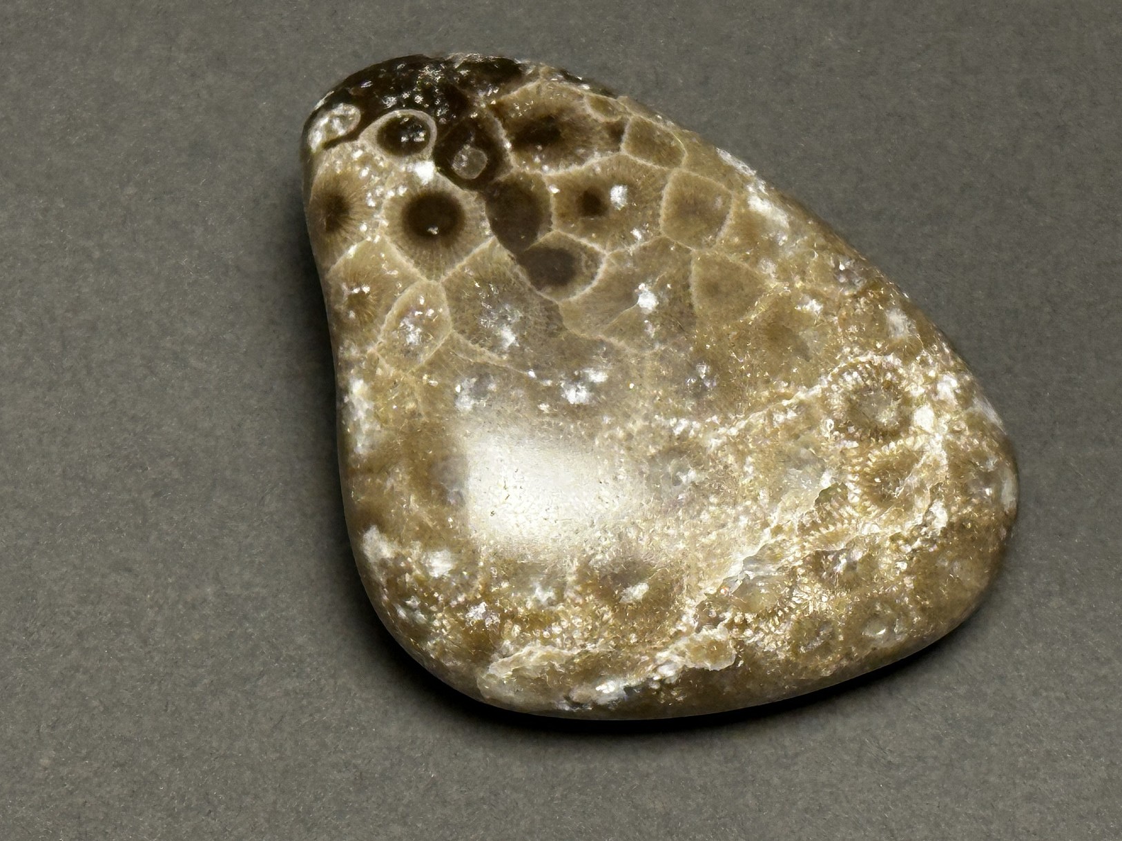 Hexagonaria cf. percarinata specimen