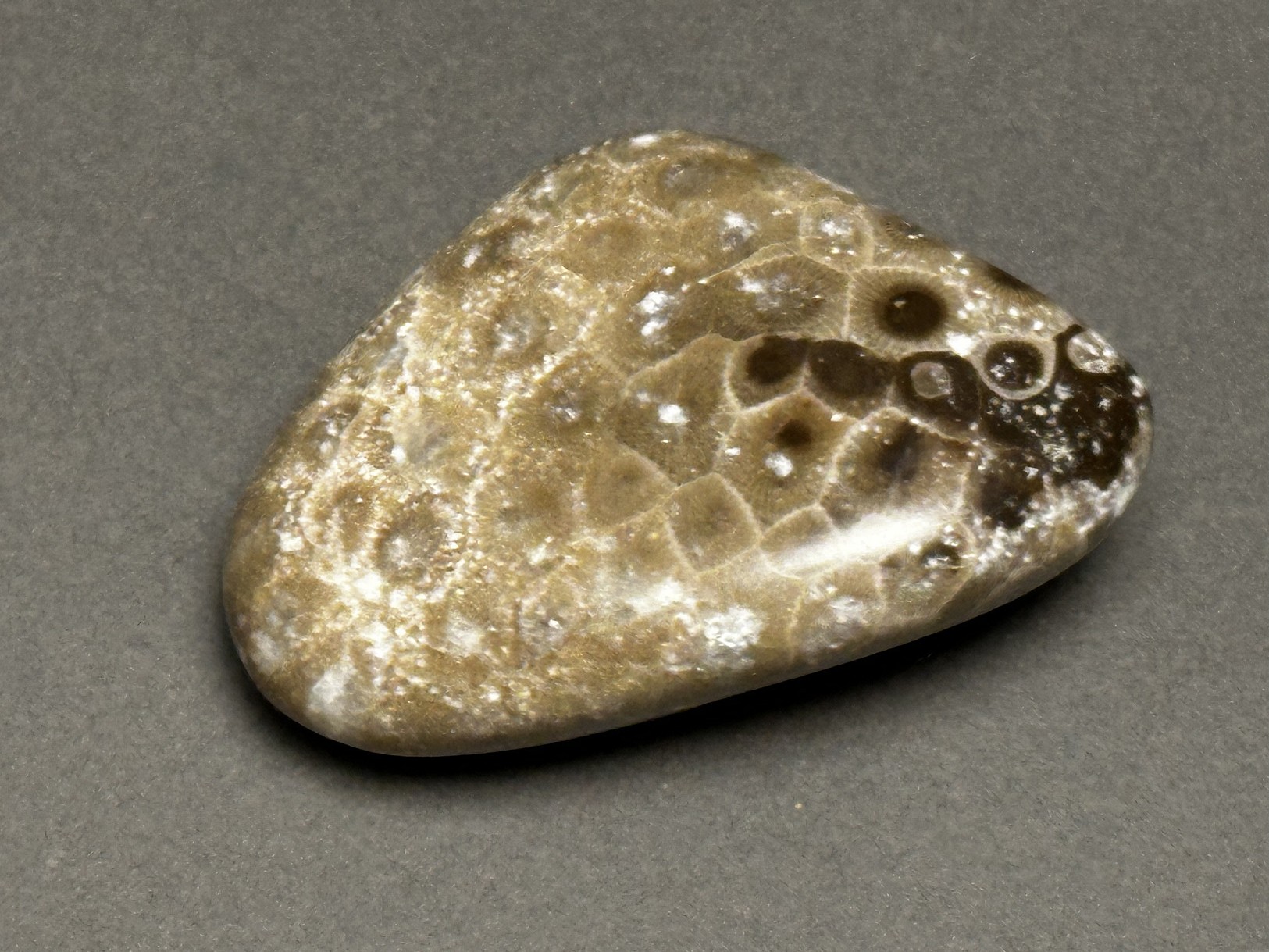 Hexagonaria cf. percarinata specimen