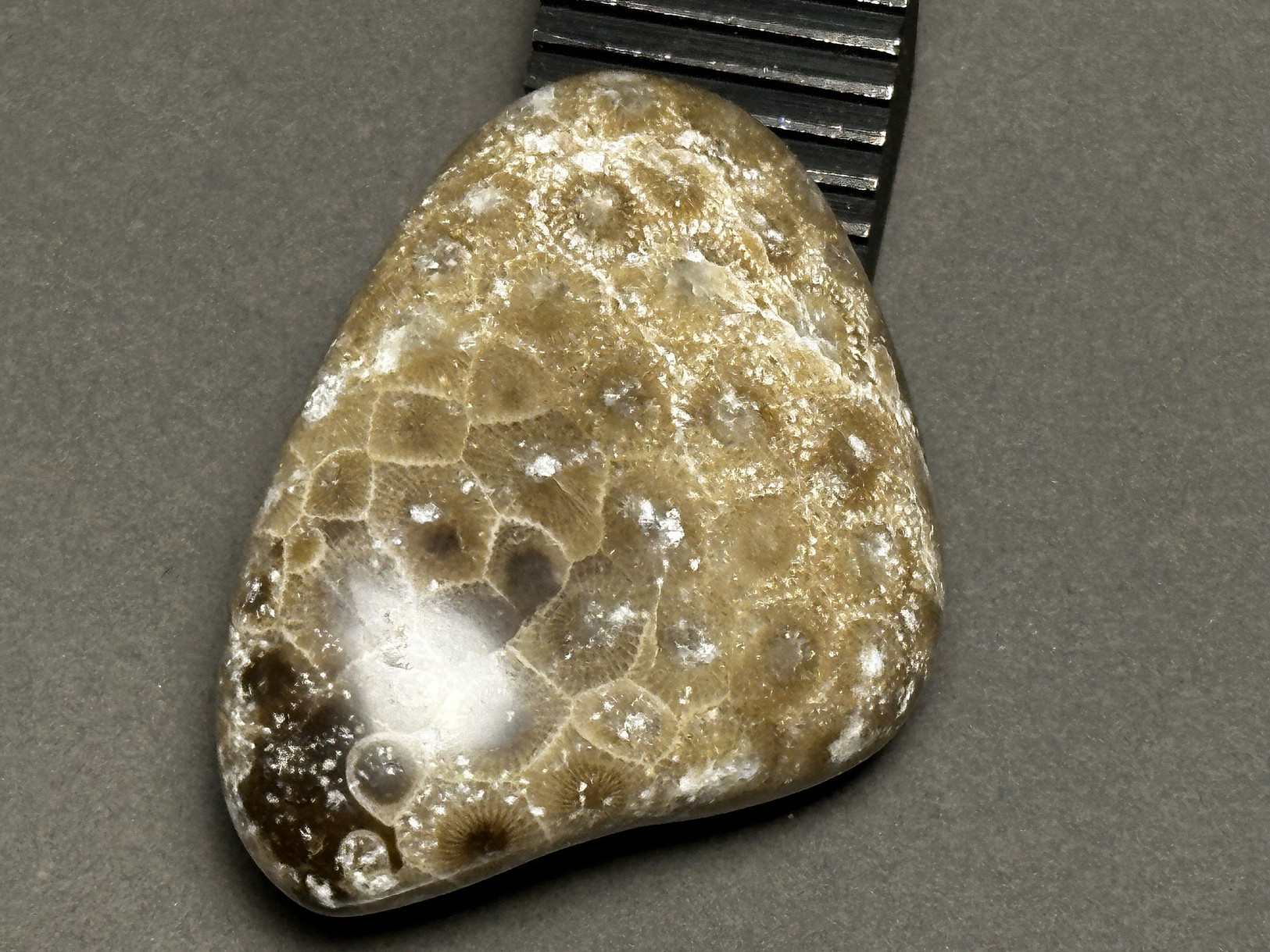 Hexagonaria cf. percarinata specimen
