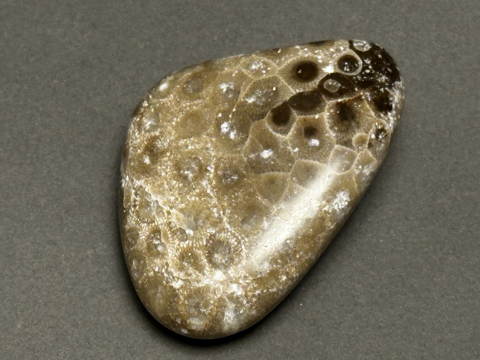 Hexagonaria cf. percarinata