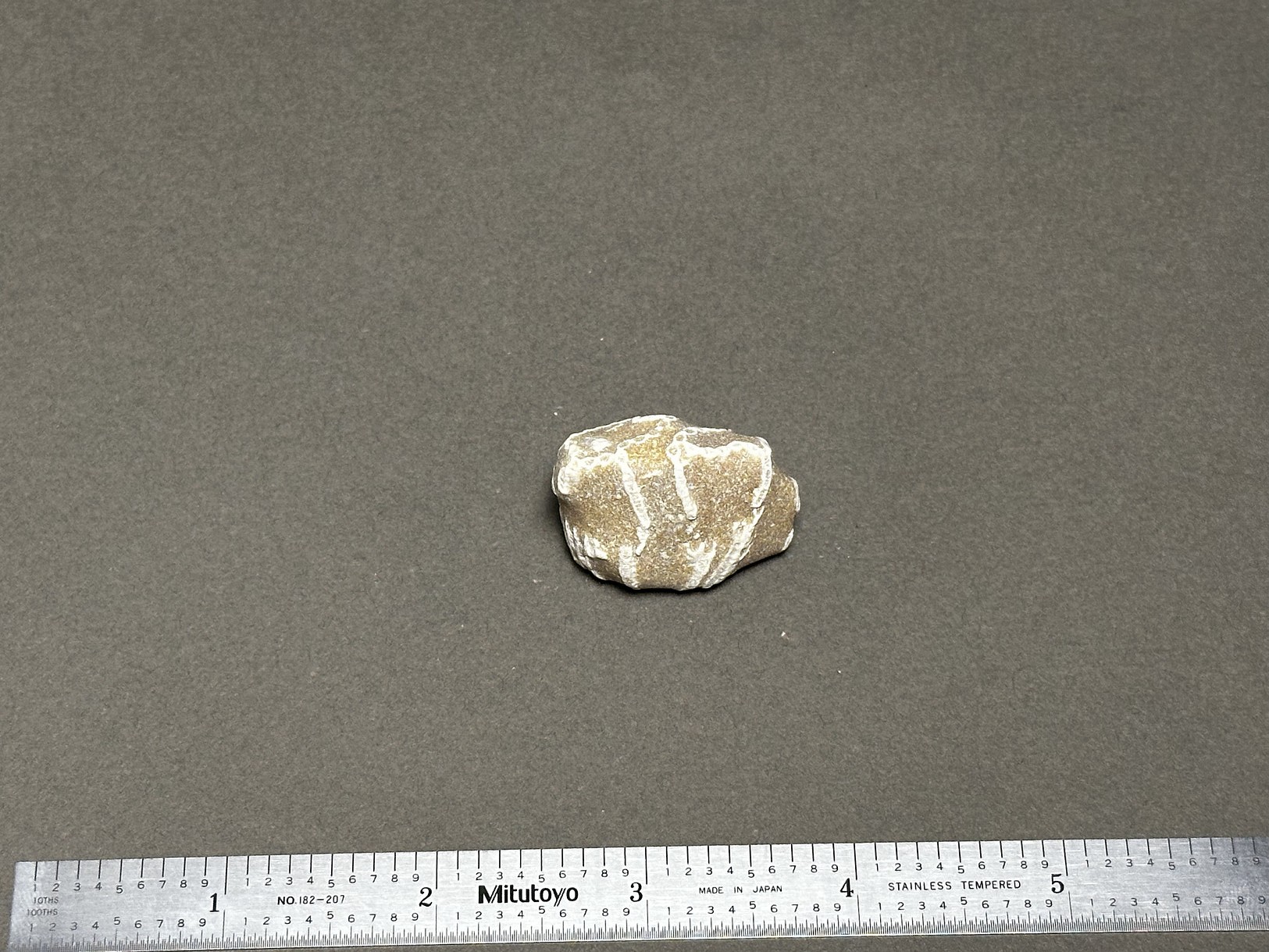 Chain coral specimen