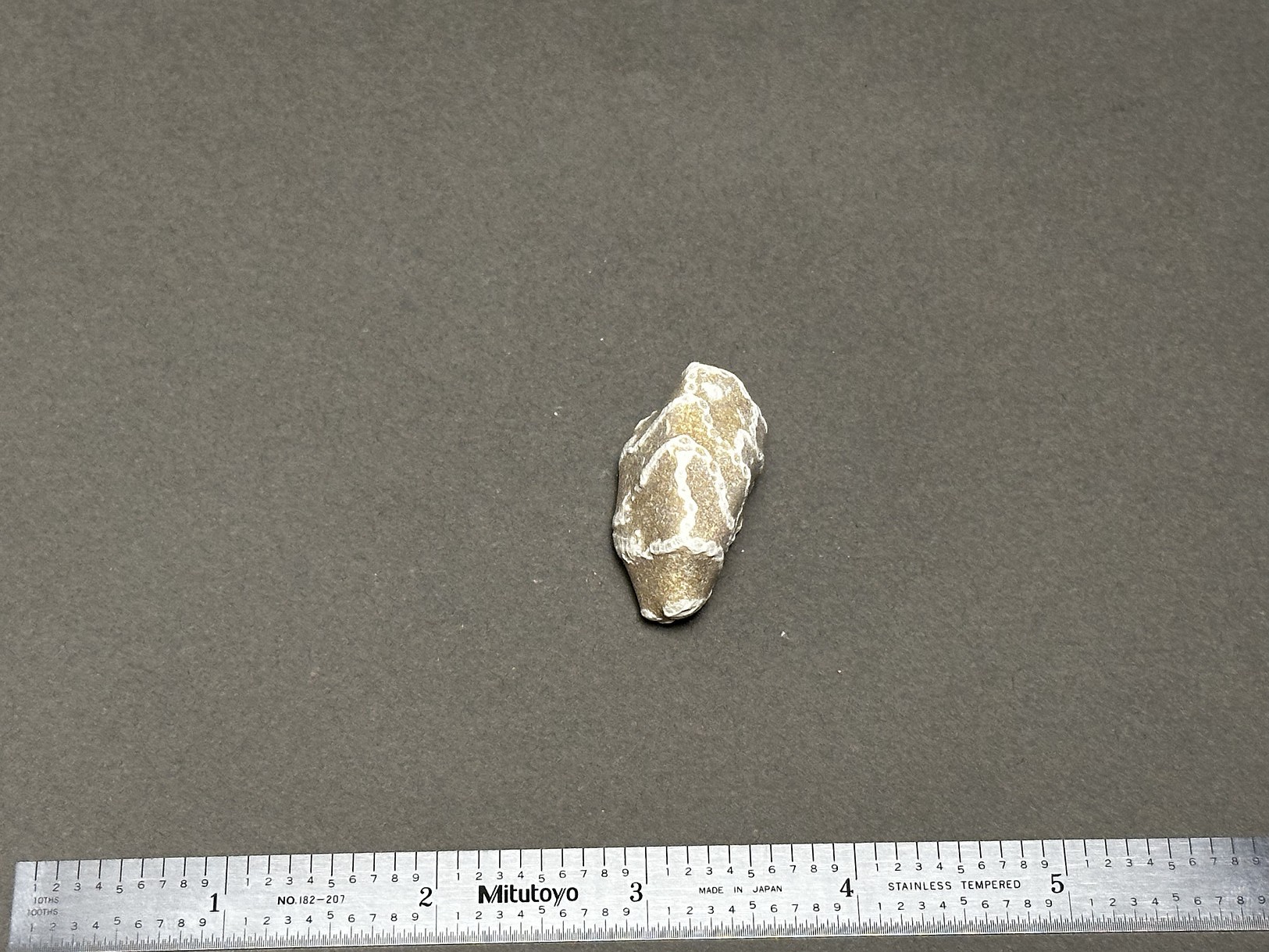 Chain coral specimen