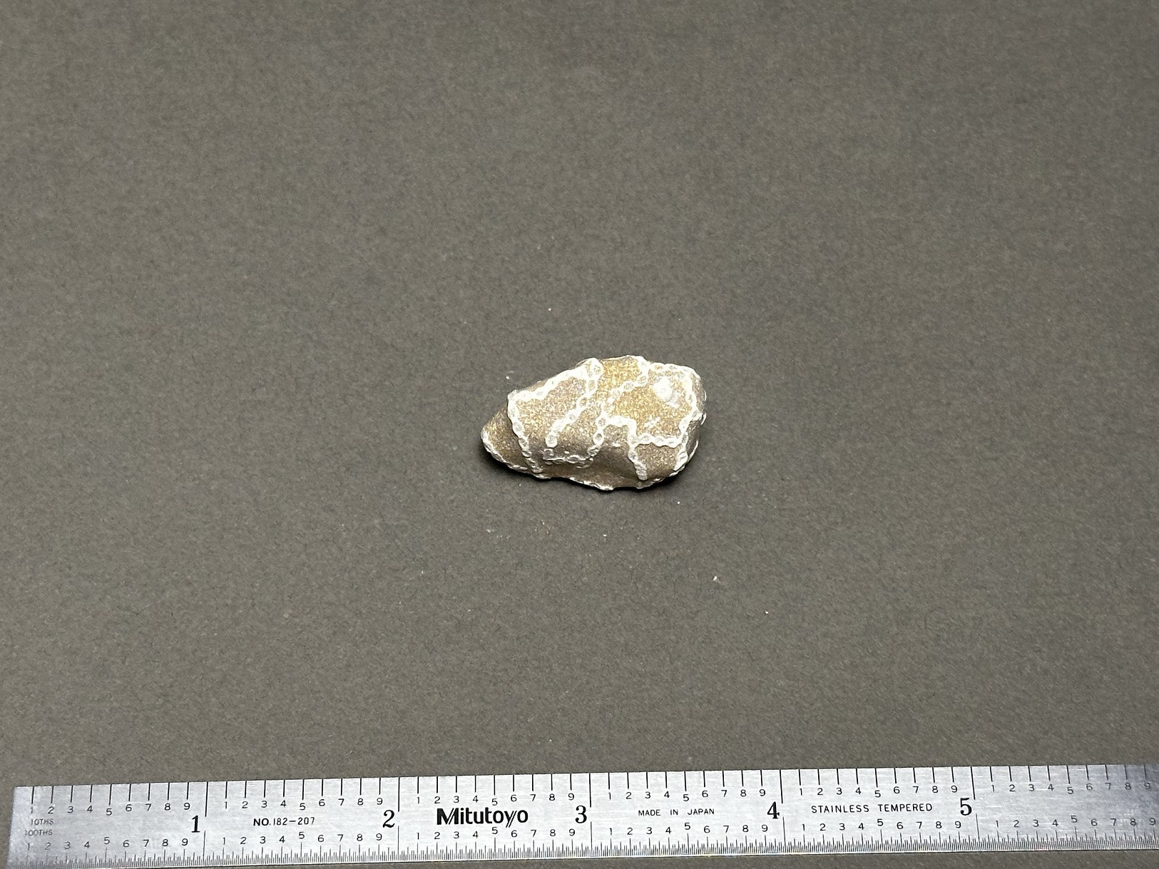 Chain coral specimen