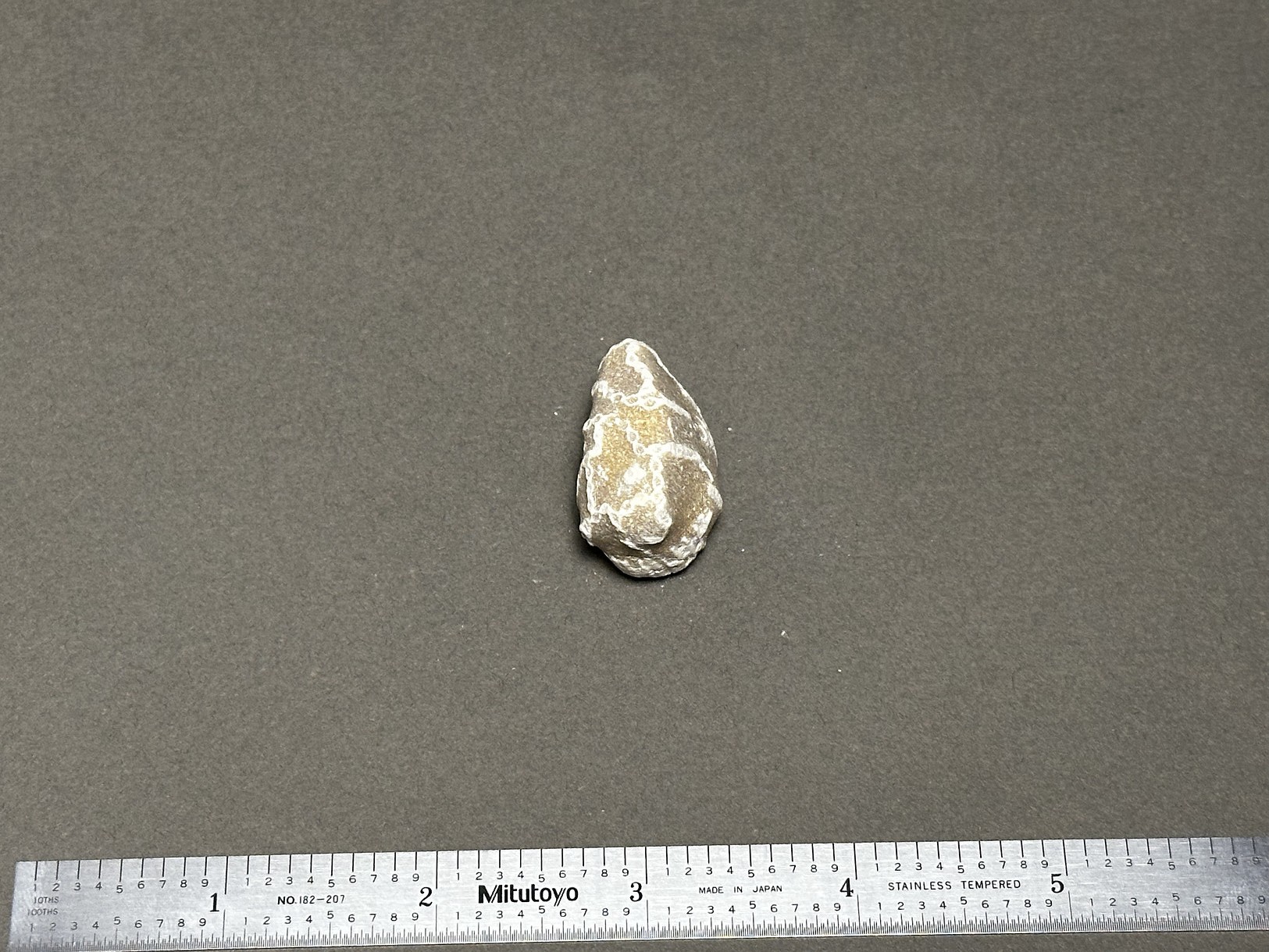Chain coral specimen