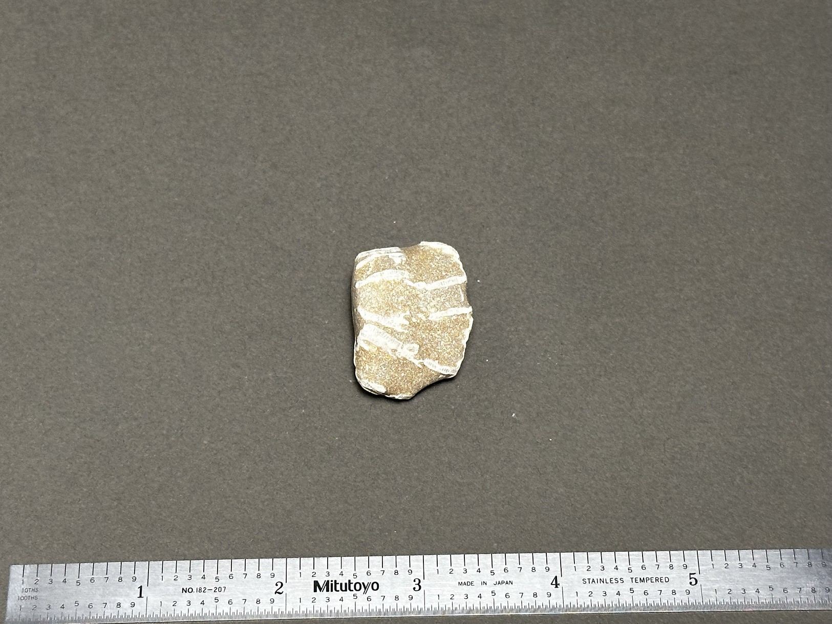 Chain coral specimen