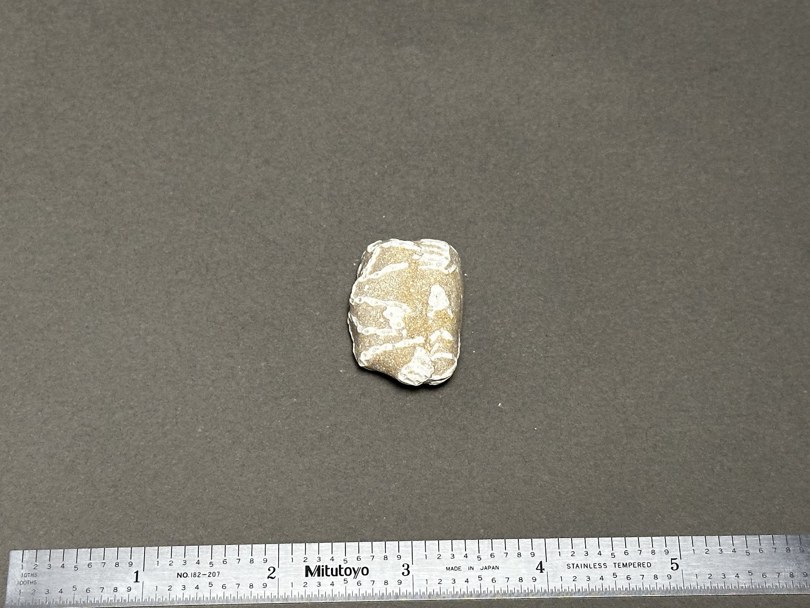 Chain coral specimen