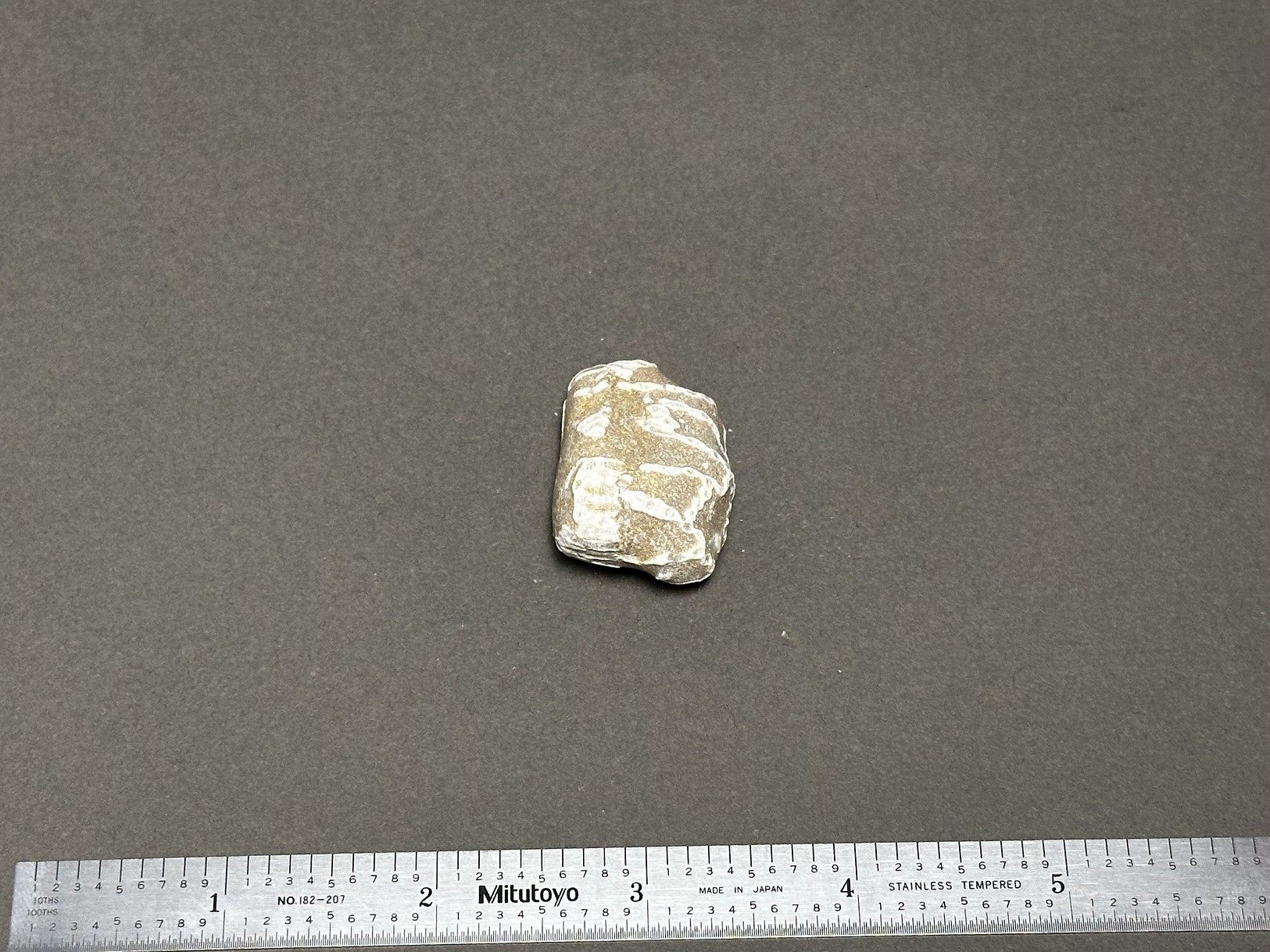 Chain coral specimen