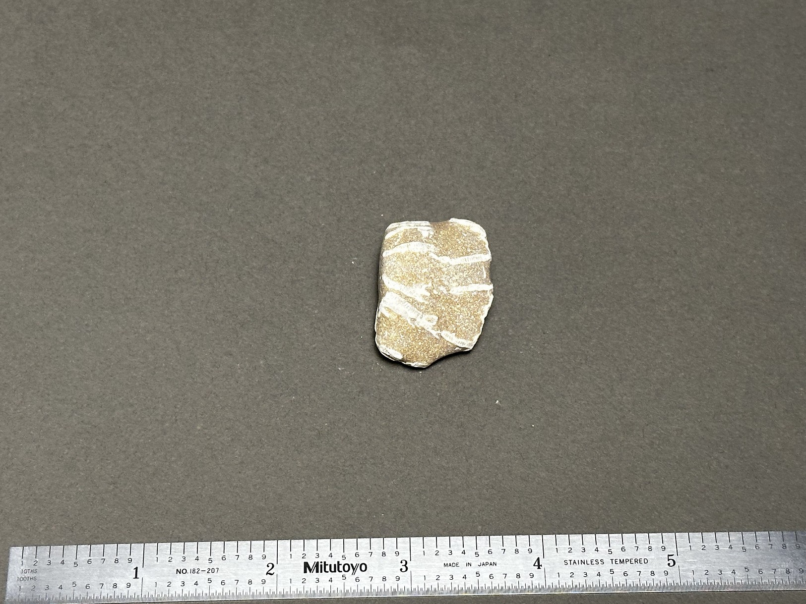 Chain coral specimen