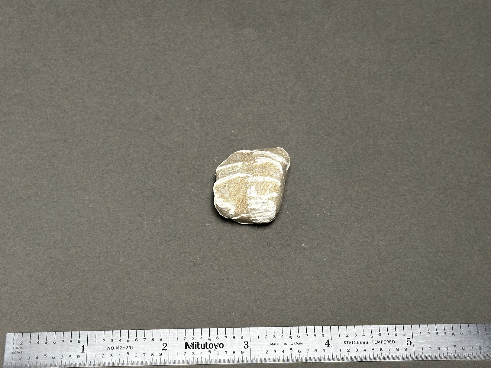 Chain coral specimen