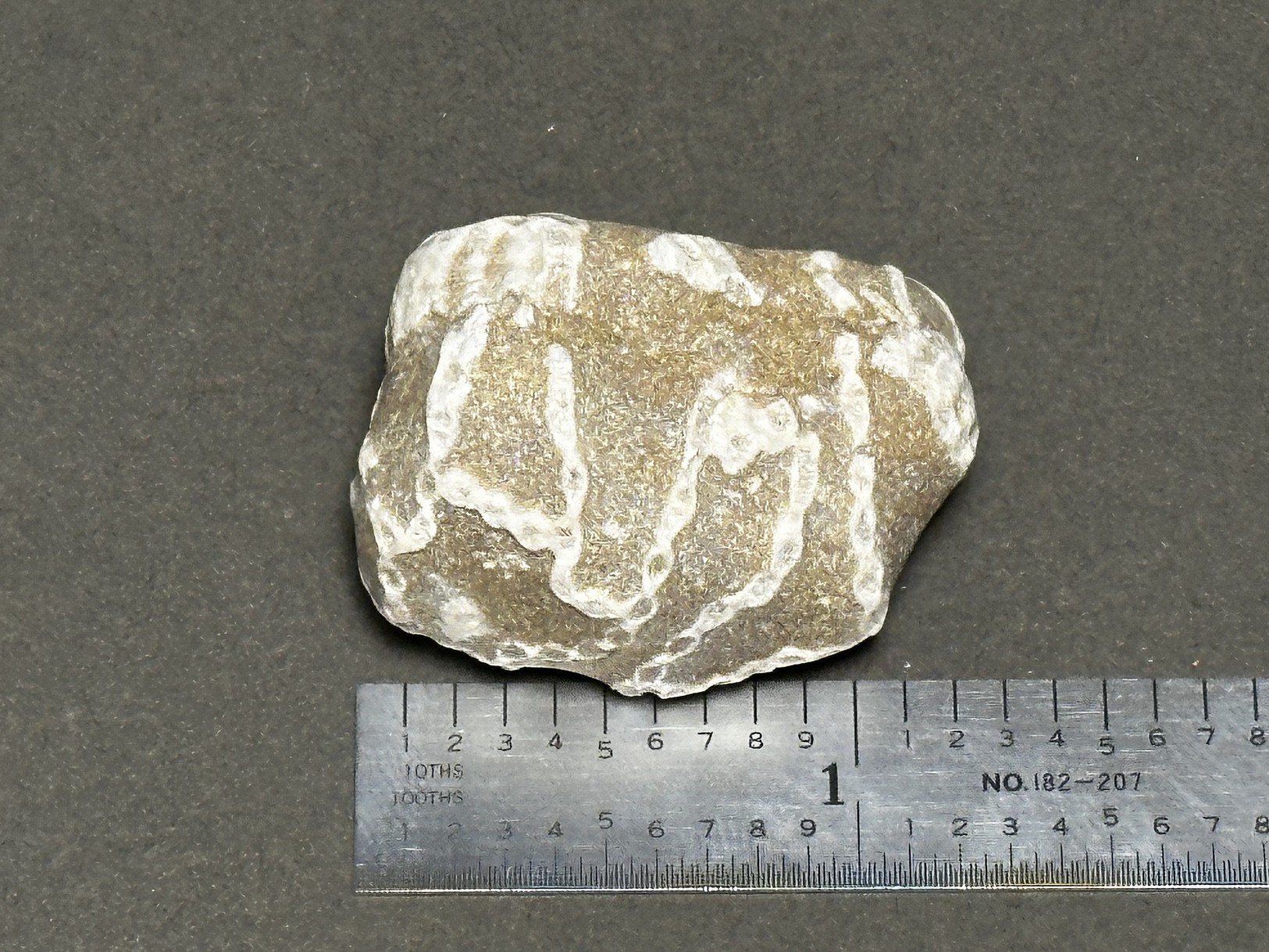 Chain coral specimen