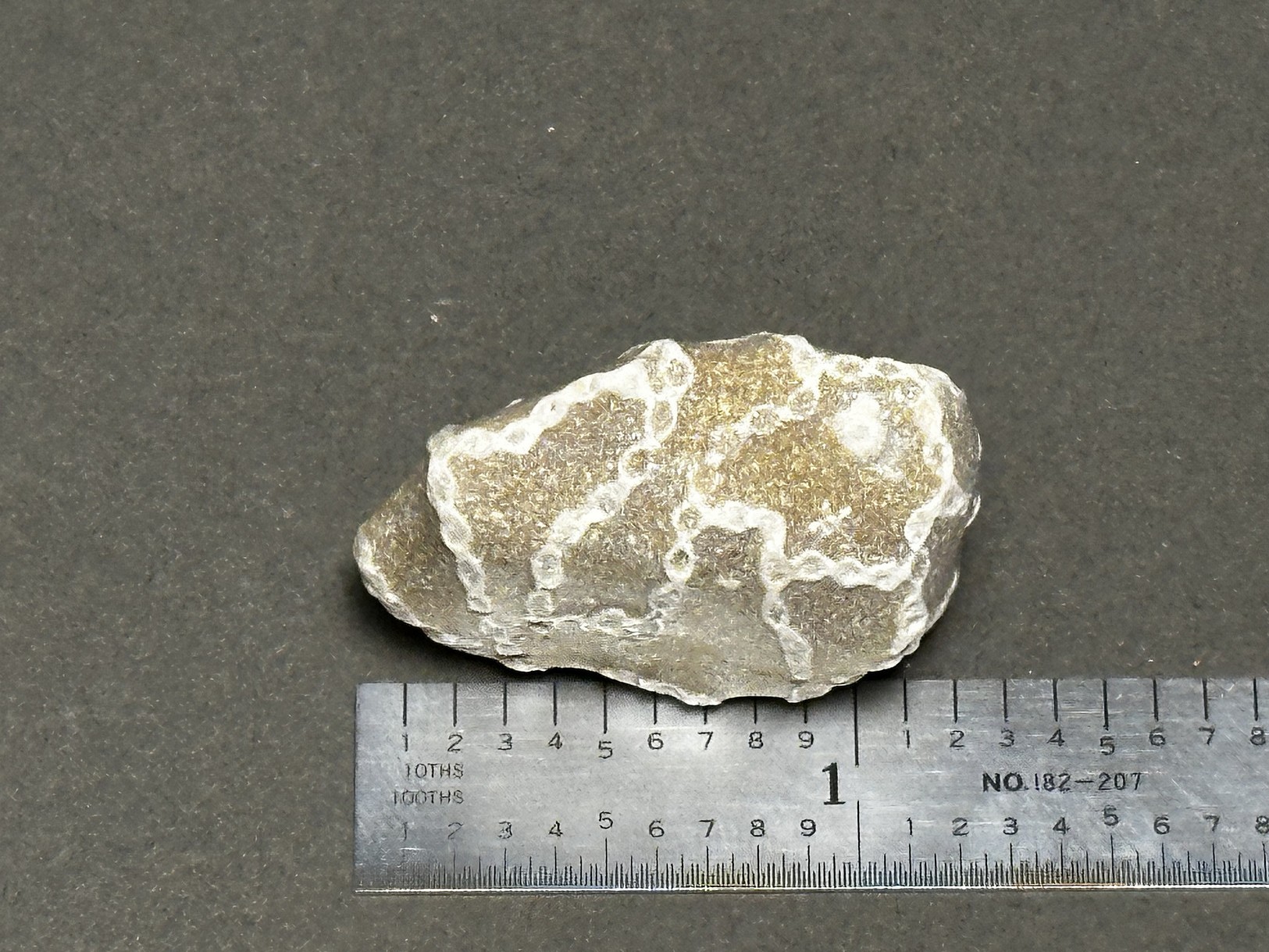 Chain coral