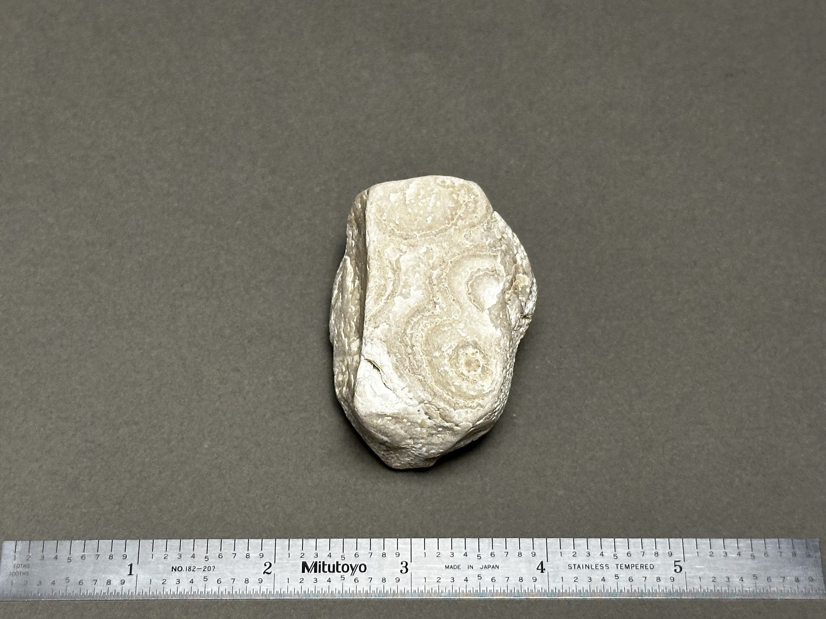 Coral fossil specimen