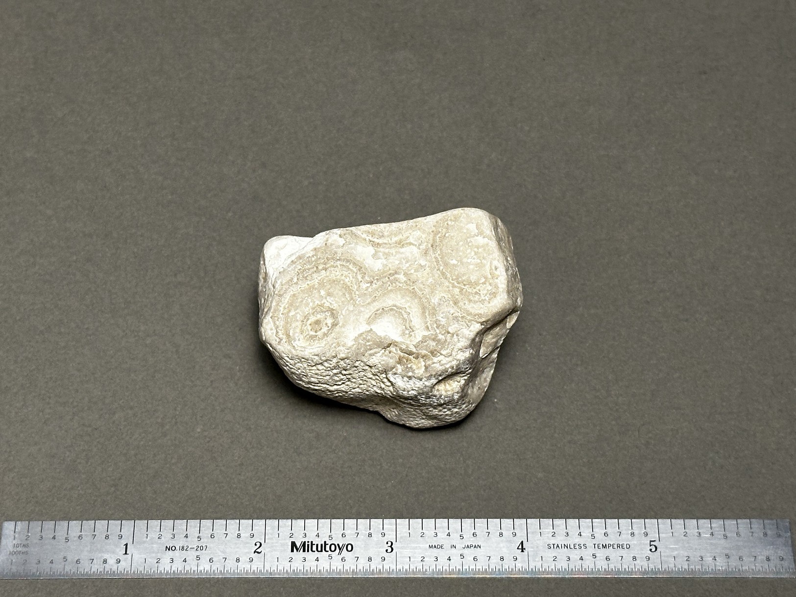 Coral fossil specimen