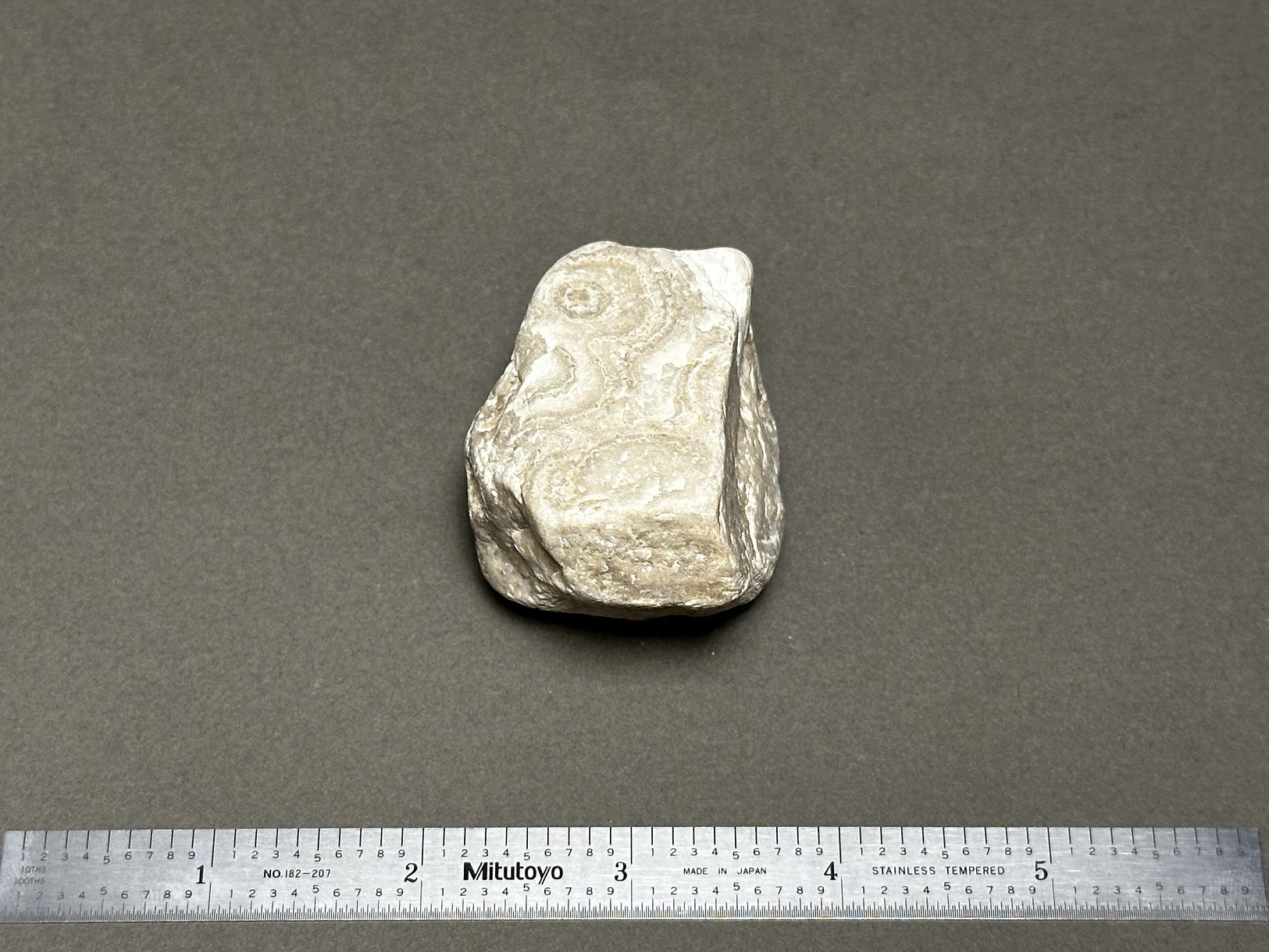Coral fossil specimen