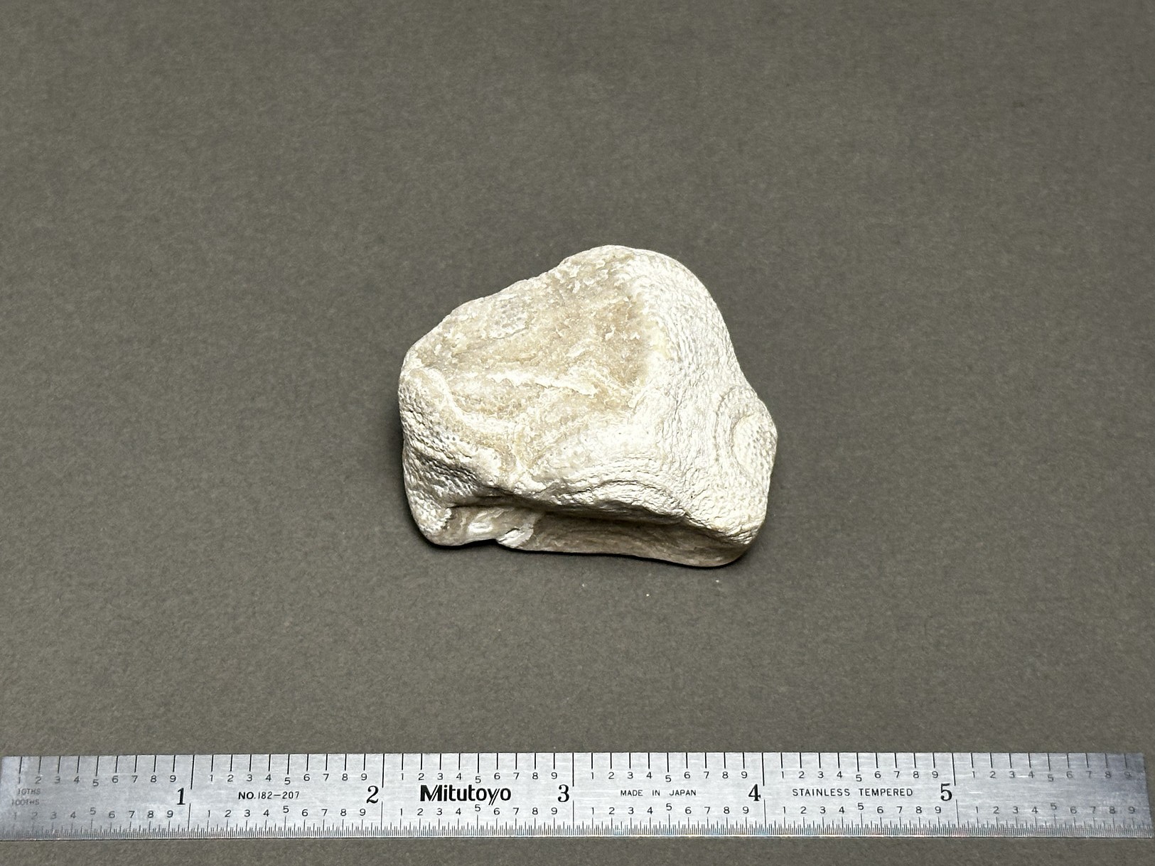 Coral fossil specimen