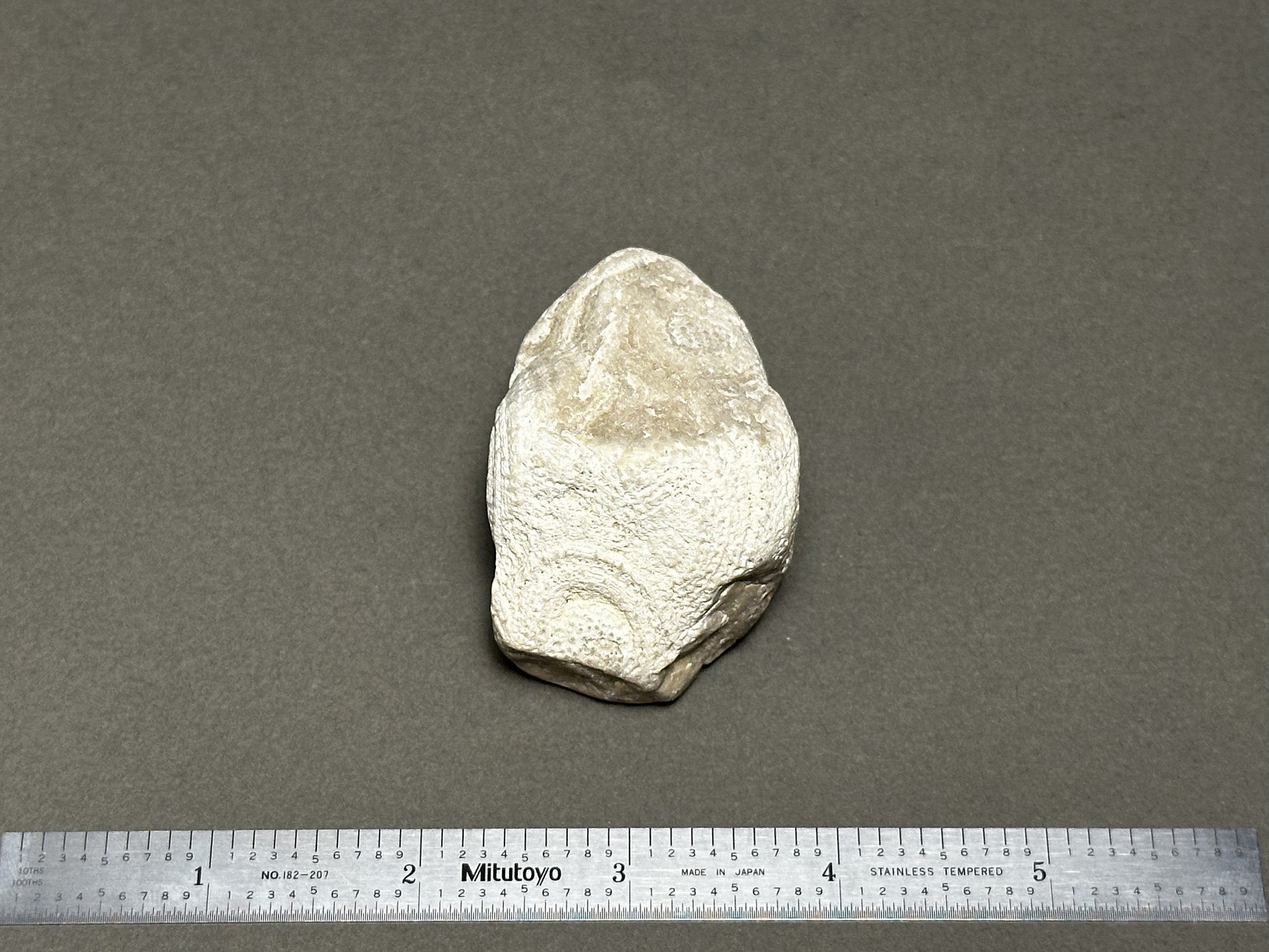 Coral fossil specimen