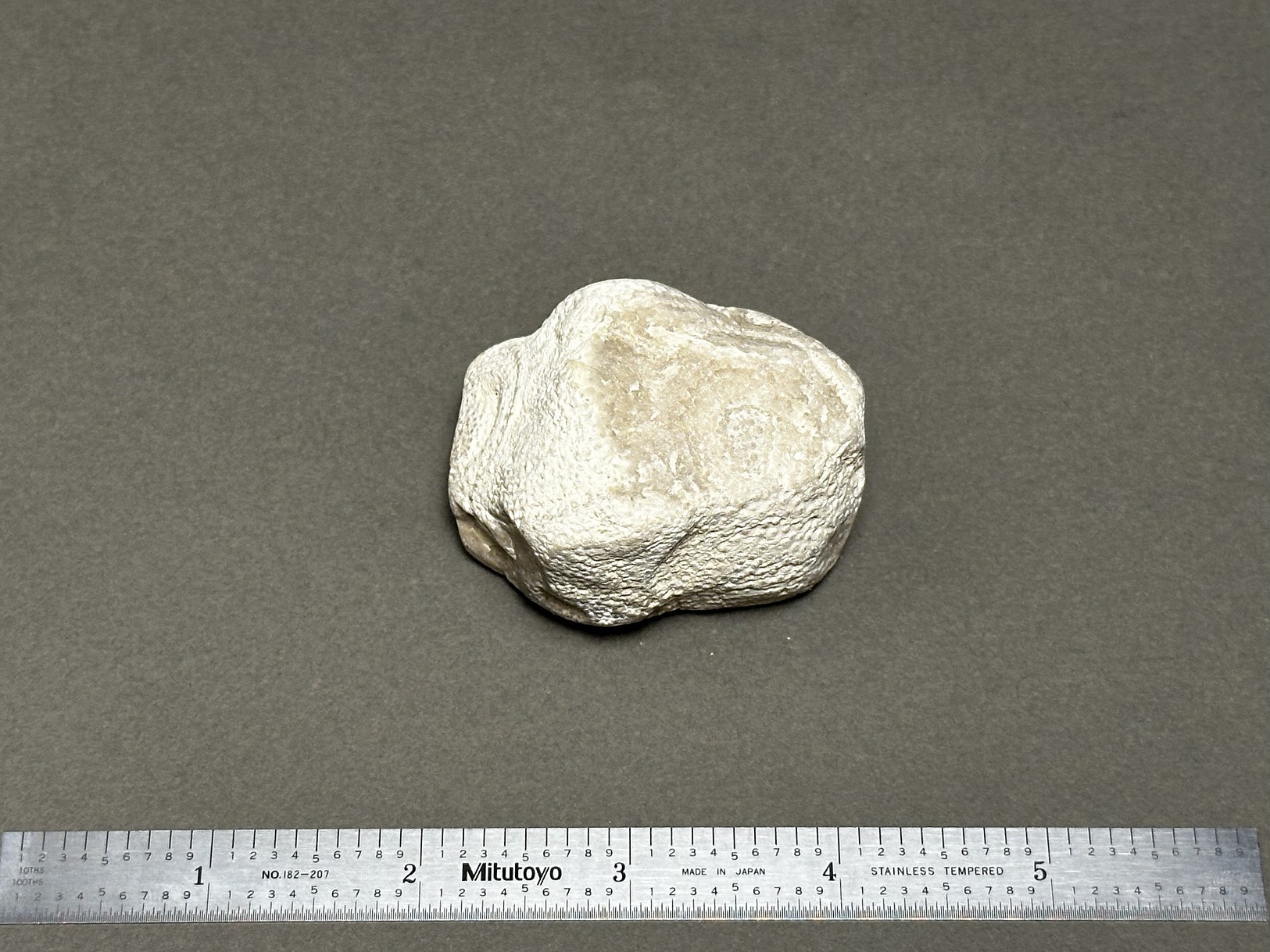 Coral fossil specimen