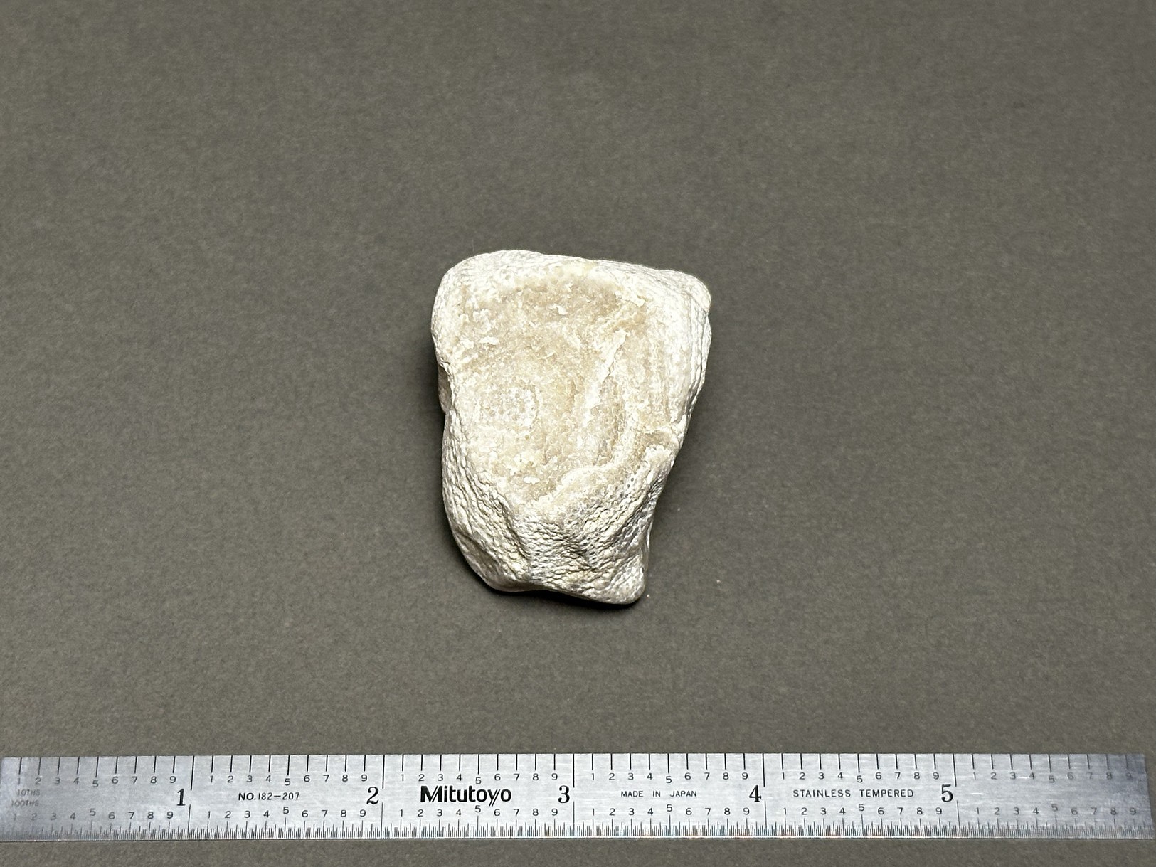 Coral fossil specimen