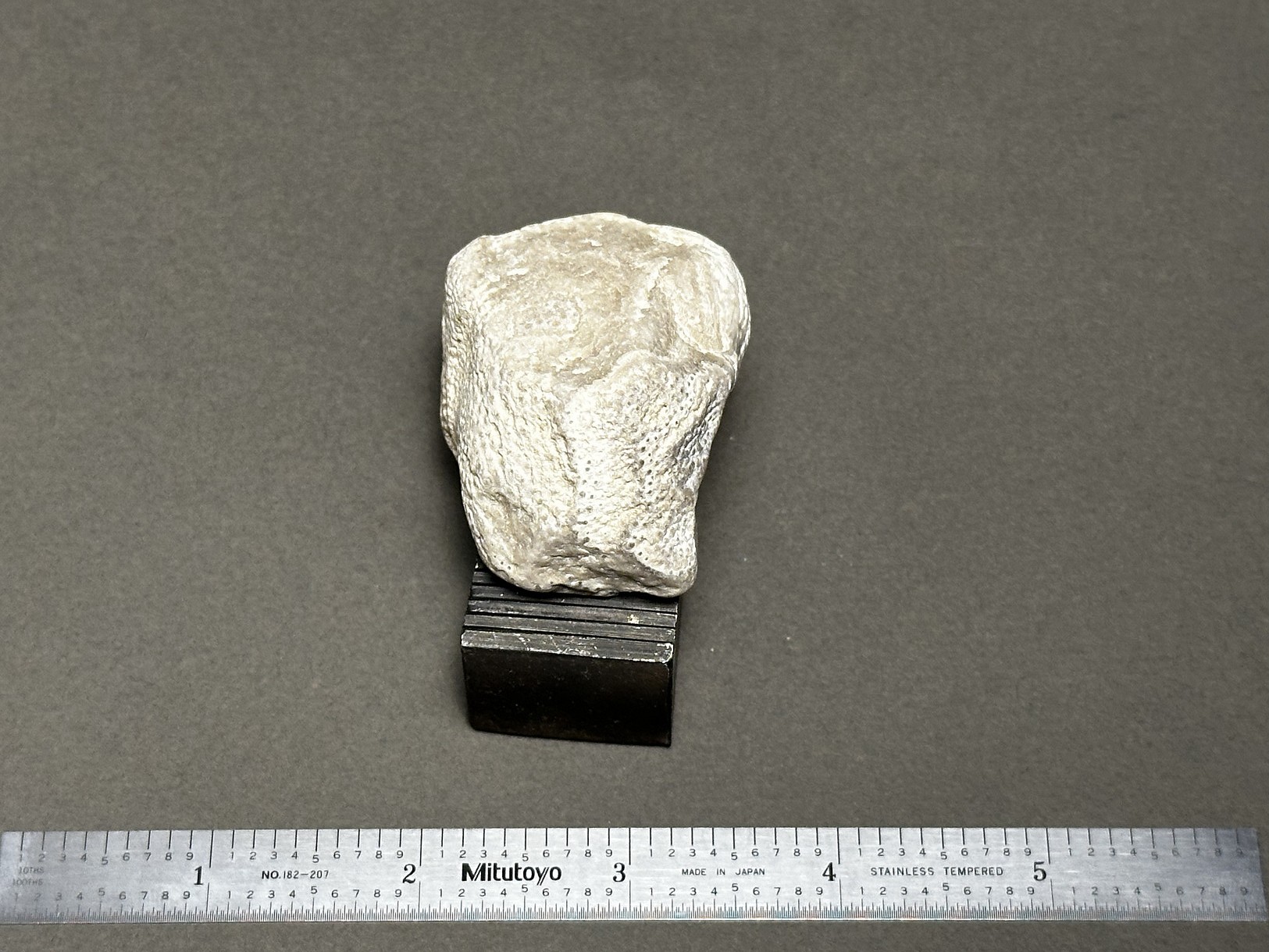 Coral fossil specimen
