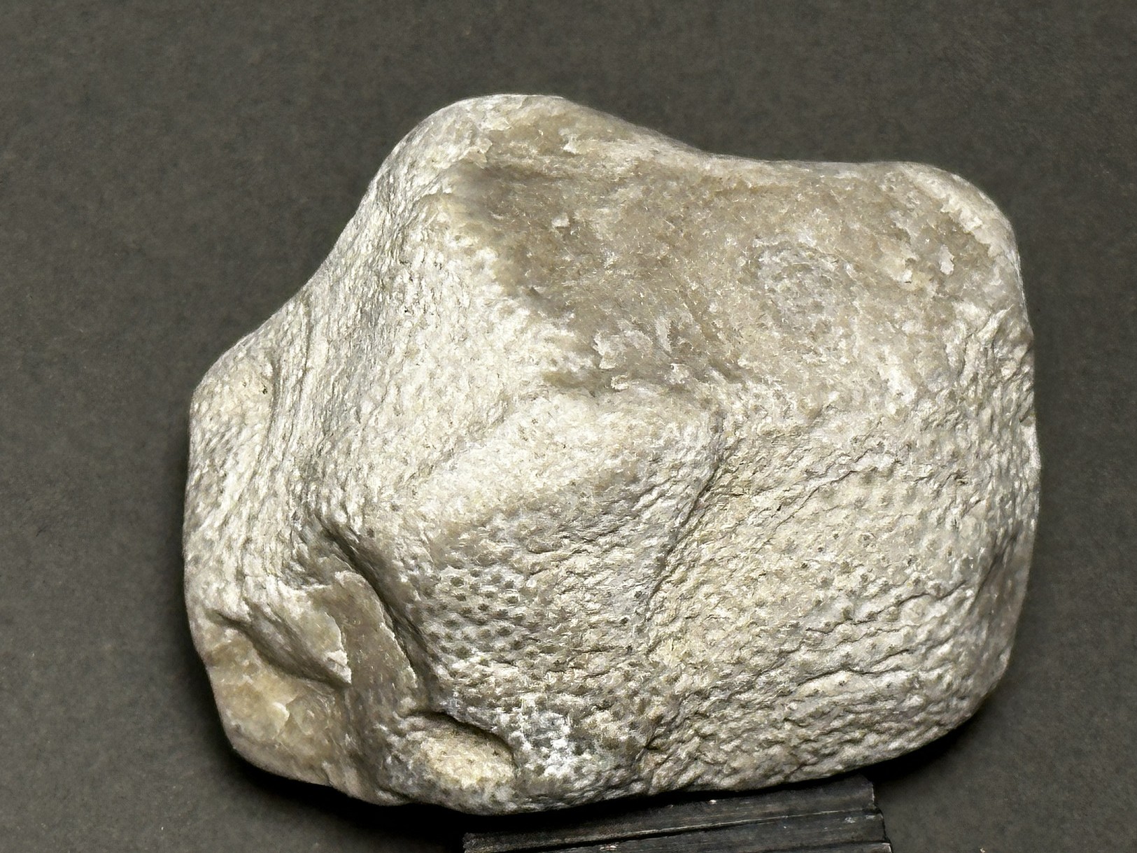 Coral fossil specimen