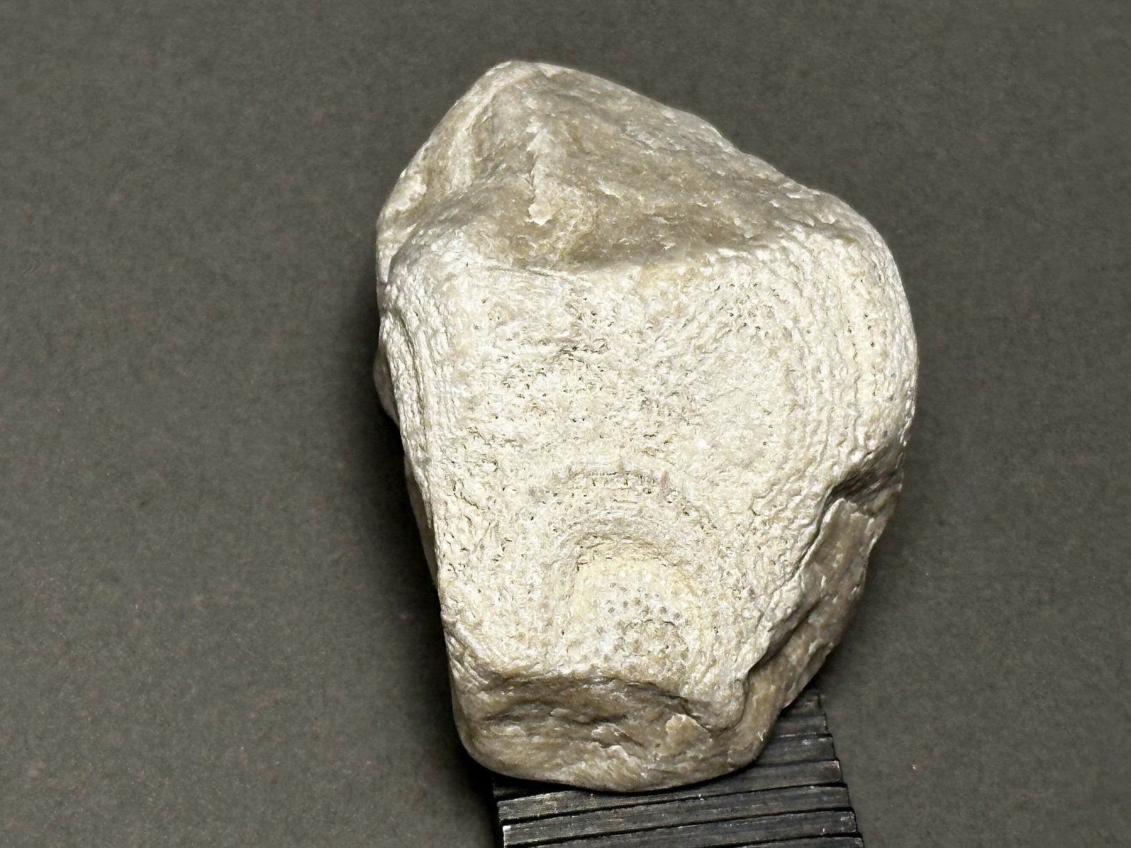 Coral fossil specimen
