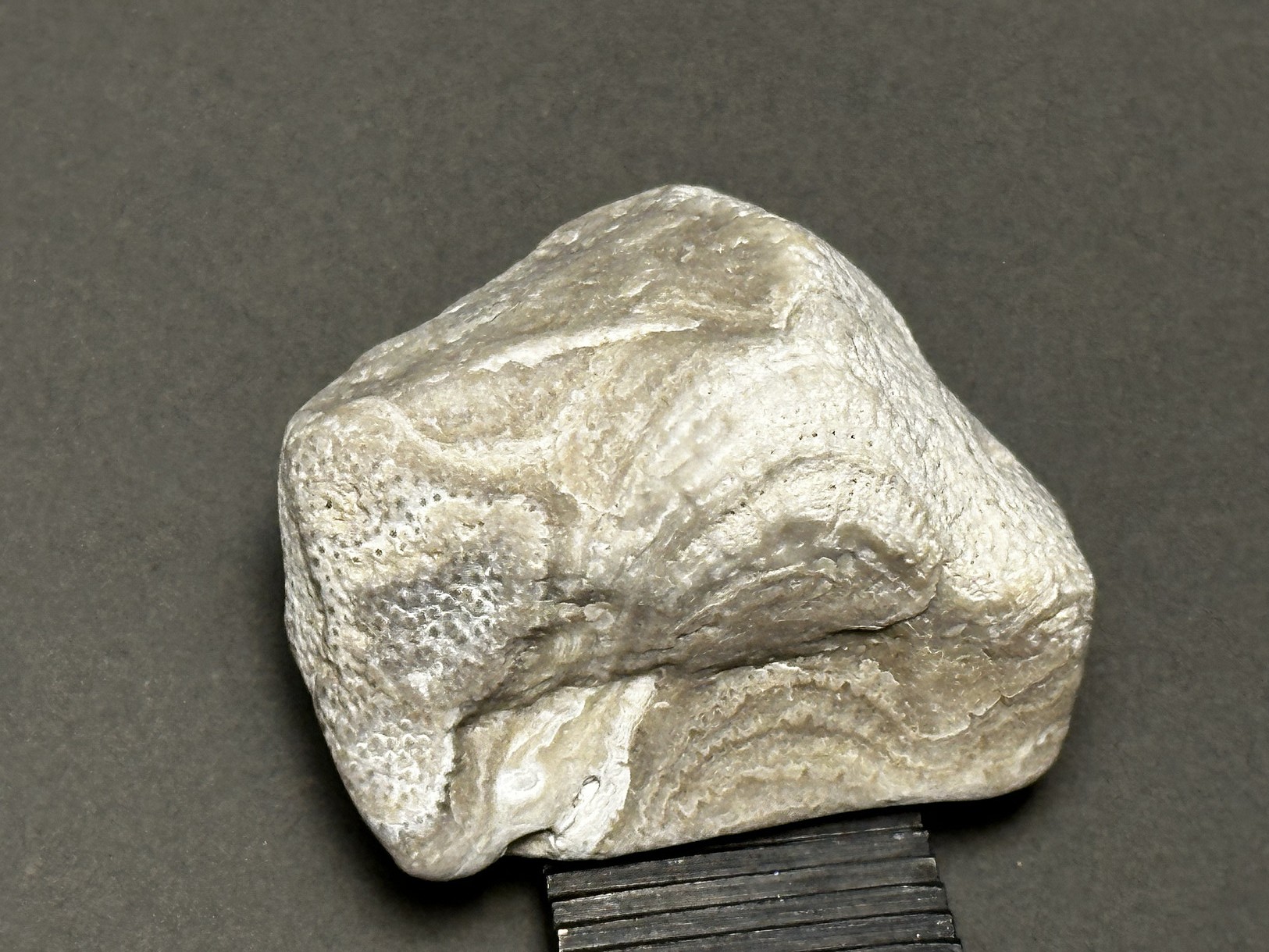 Coral fossil specimen
