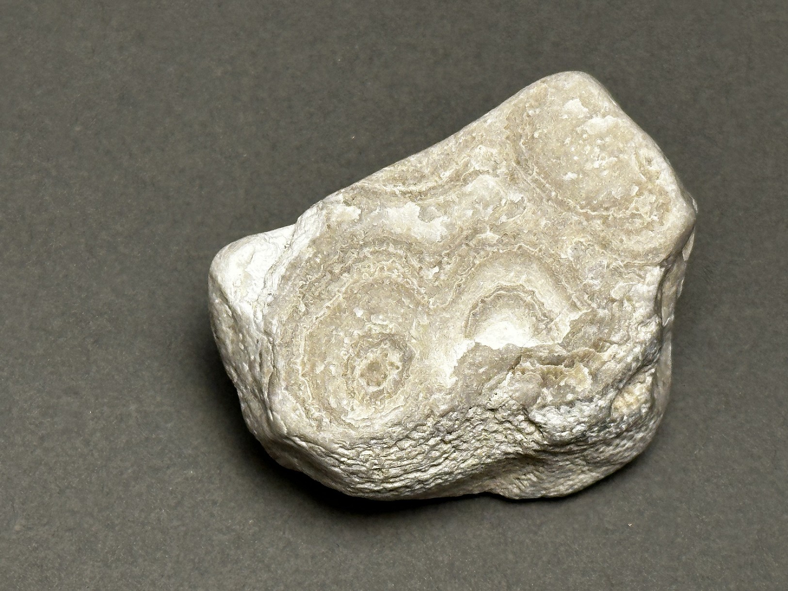 Coral fossil specimen
