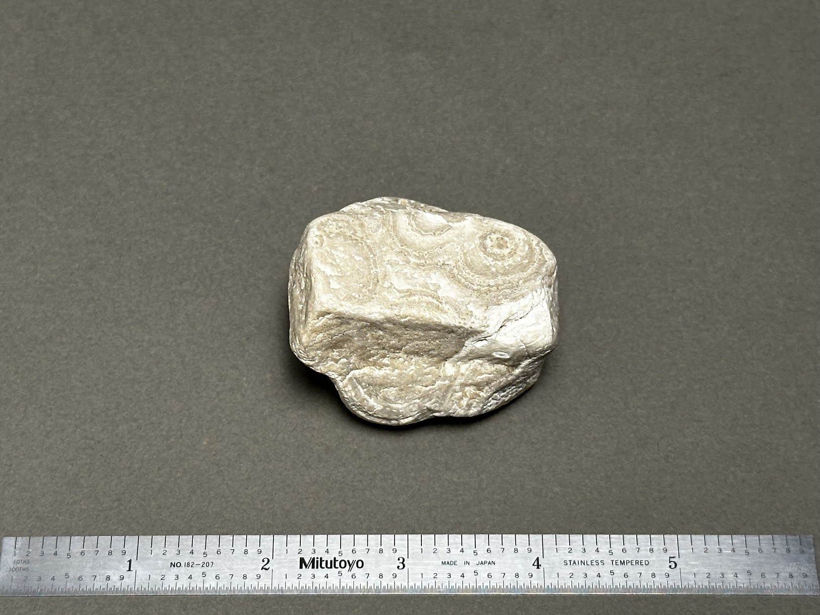 Coral fossil
