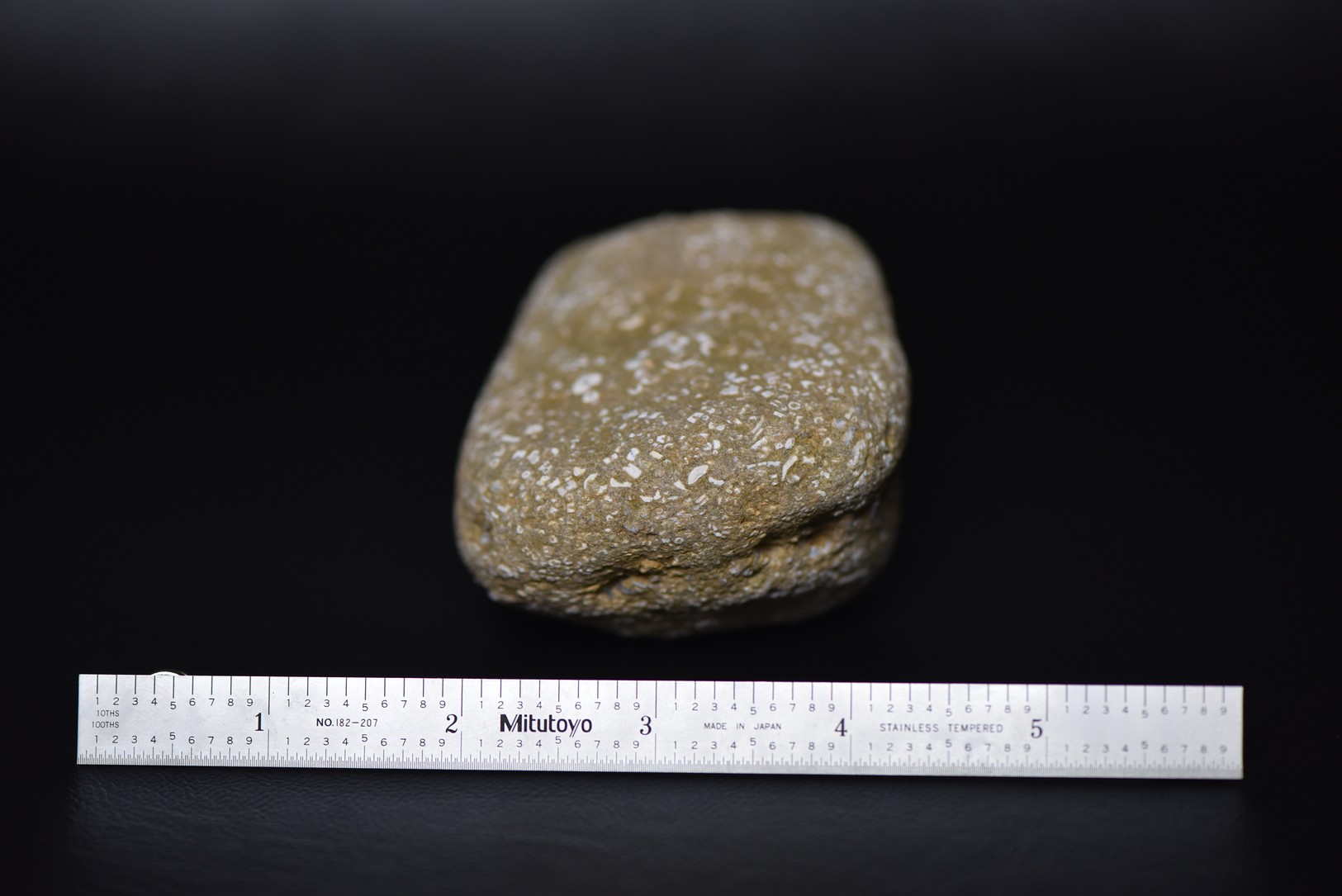 Crinoid Stem Sections in Matrix specimen