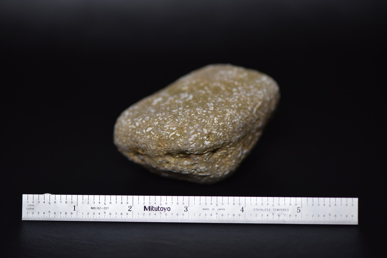 Crinoid Stem Sections in Matrix specimen