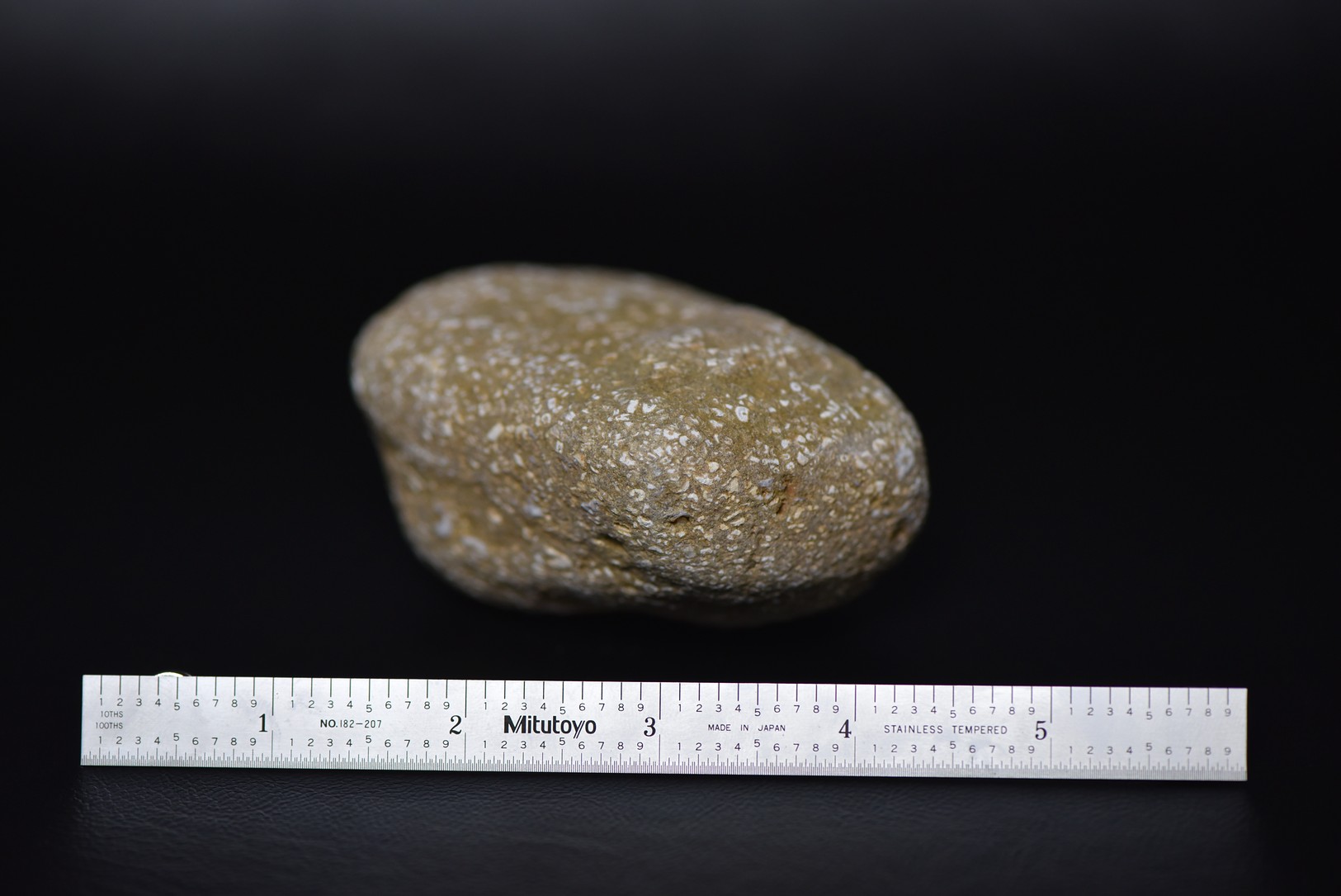 Crinoid Stem Sections in Matrix specimen