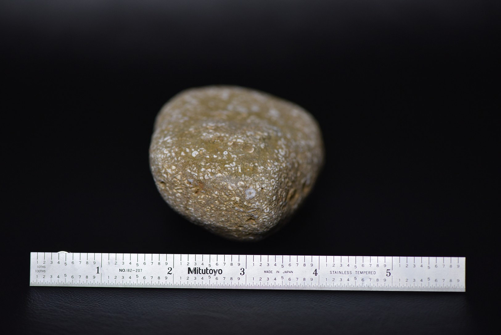Crinoid Stem Sections in Matrix specimen