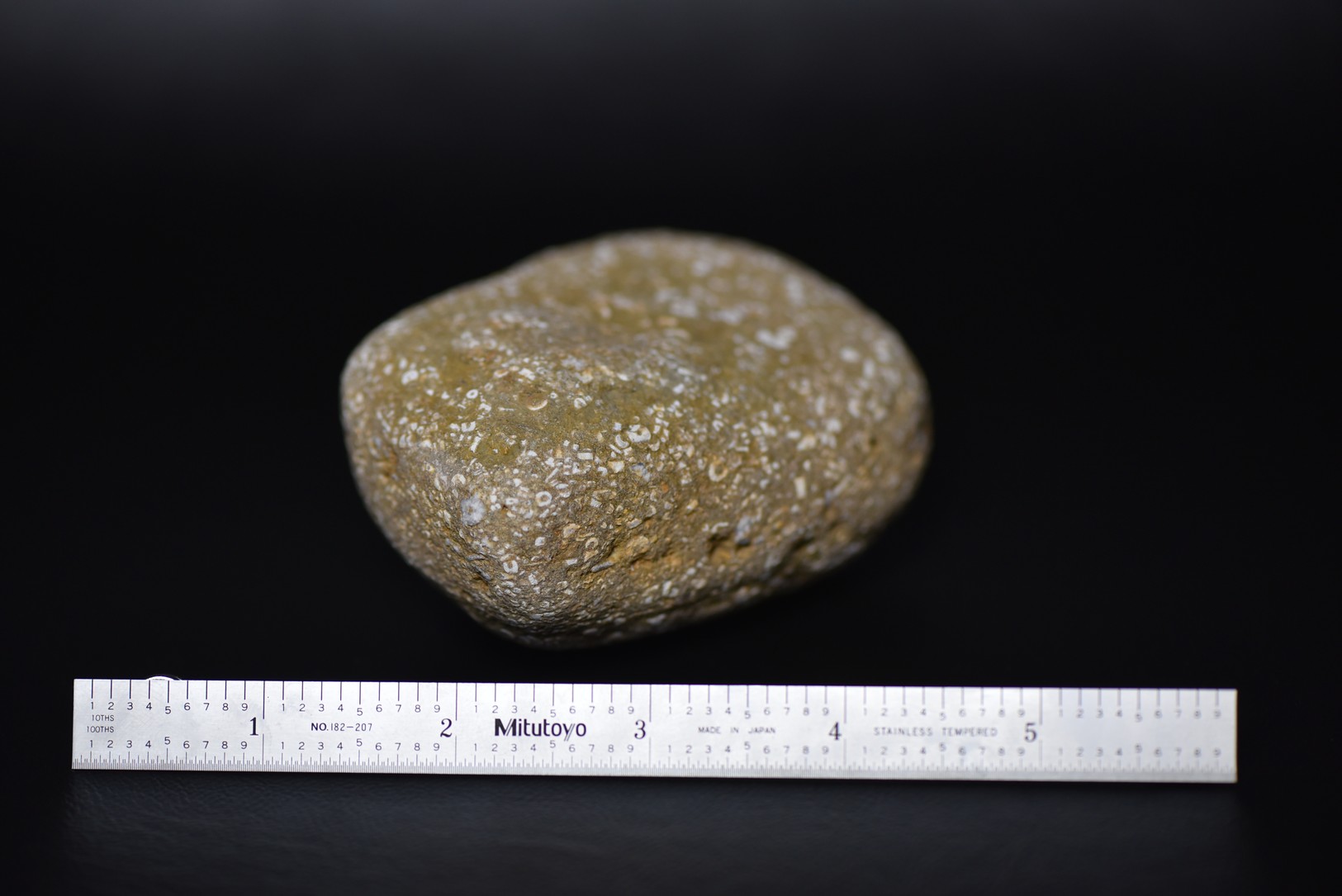 Crinoid Stem Sections in Matrix specimen