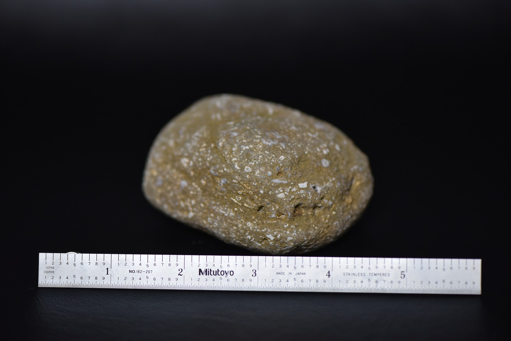 Crinoid Stem Sections in Matrix specimen