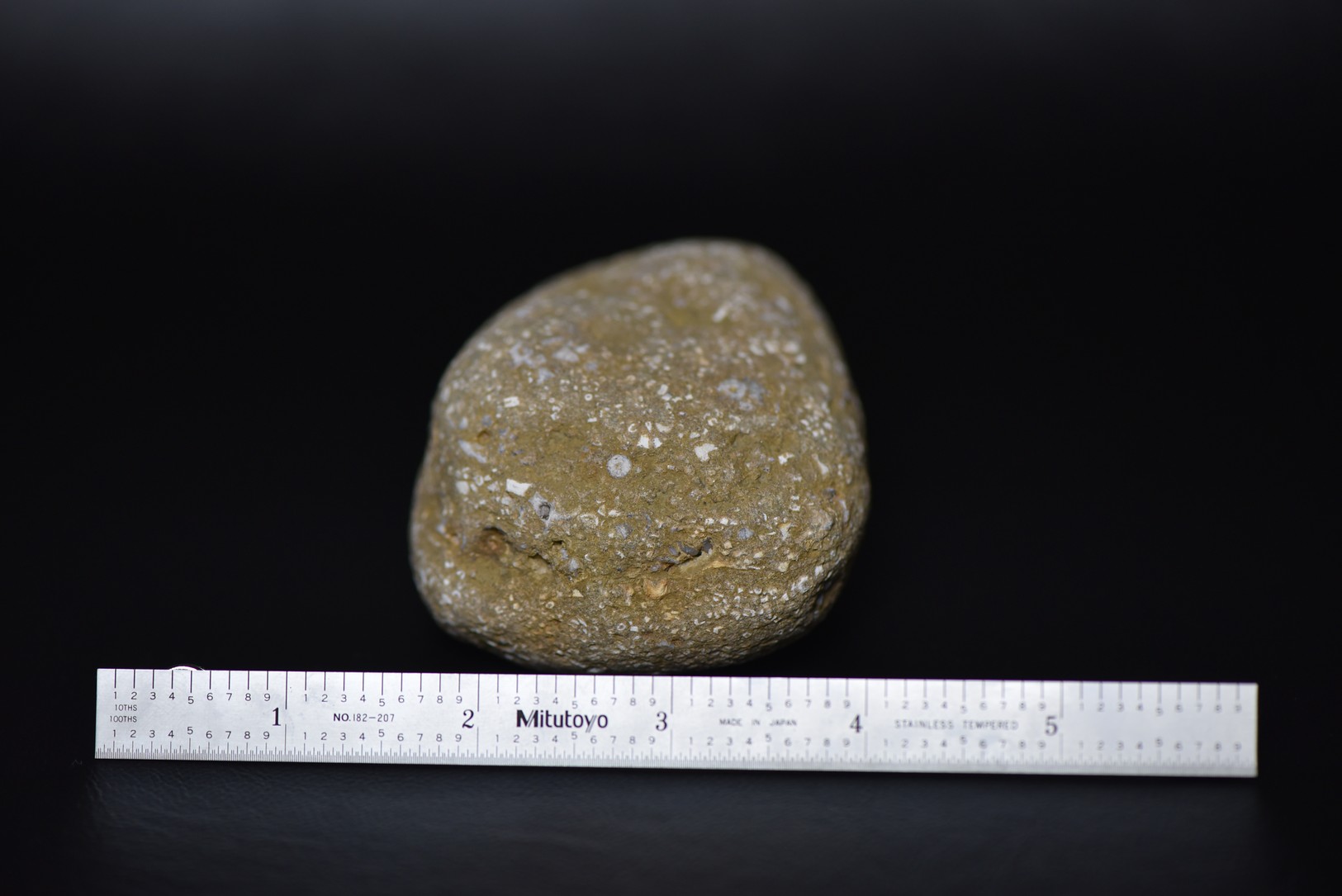 Crinoid Stem Sections in Matrix specimen