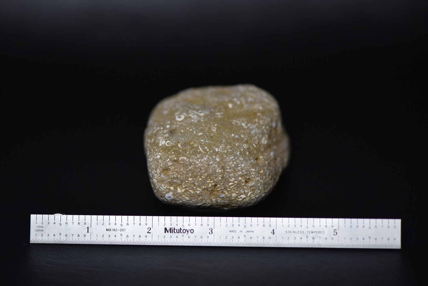 Crinoid Stem Sections in Matrix specimen