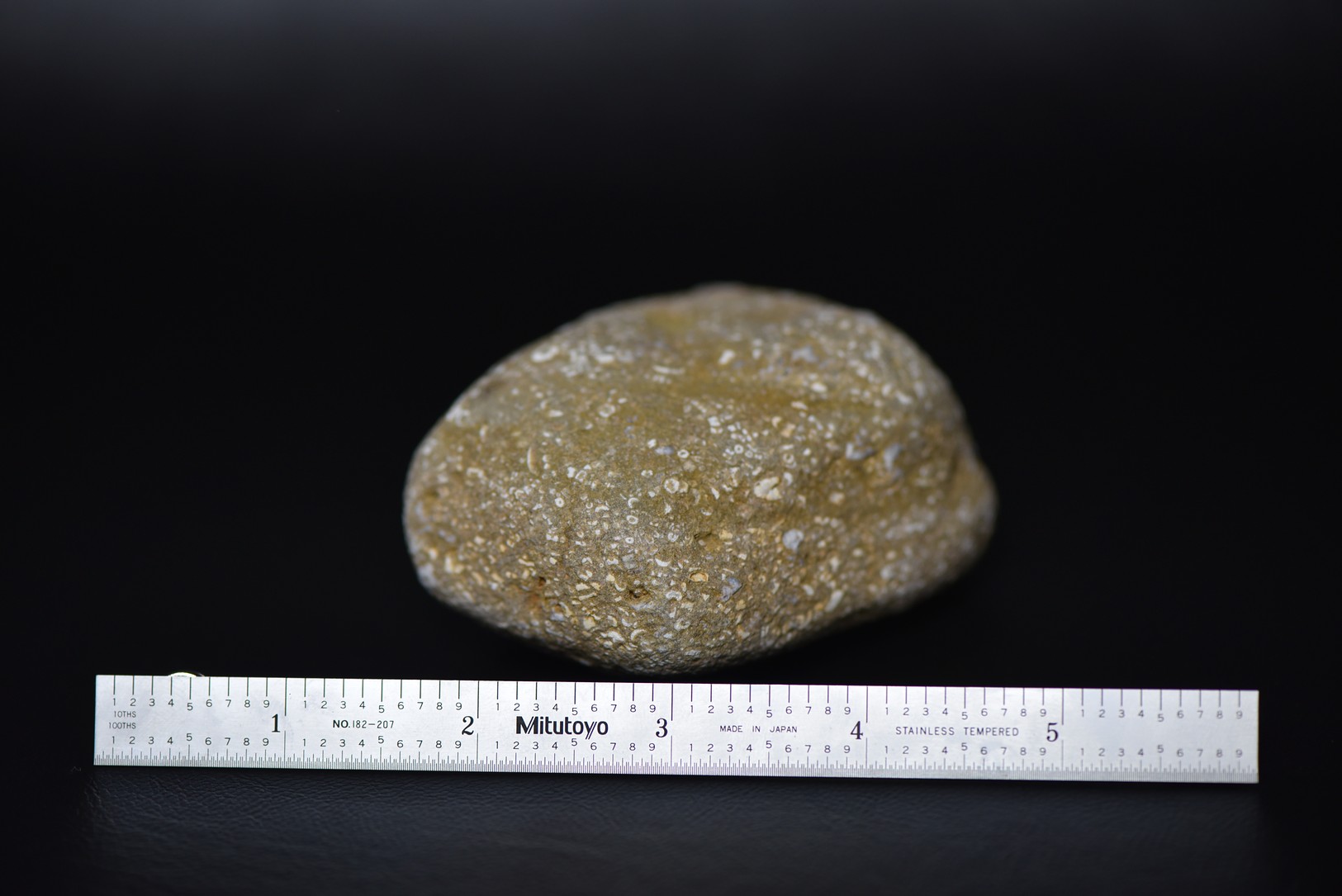 Crinoid Stem Sections in Matrix specimen