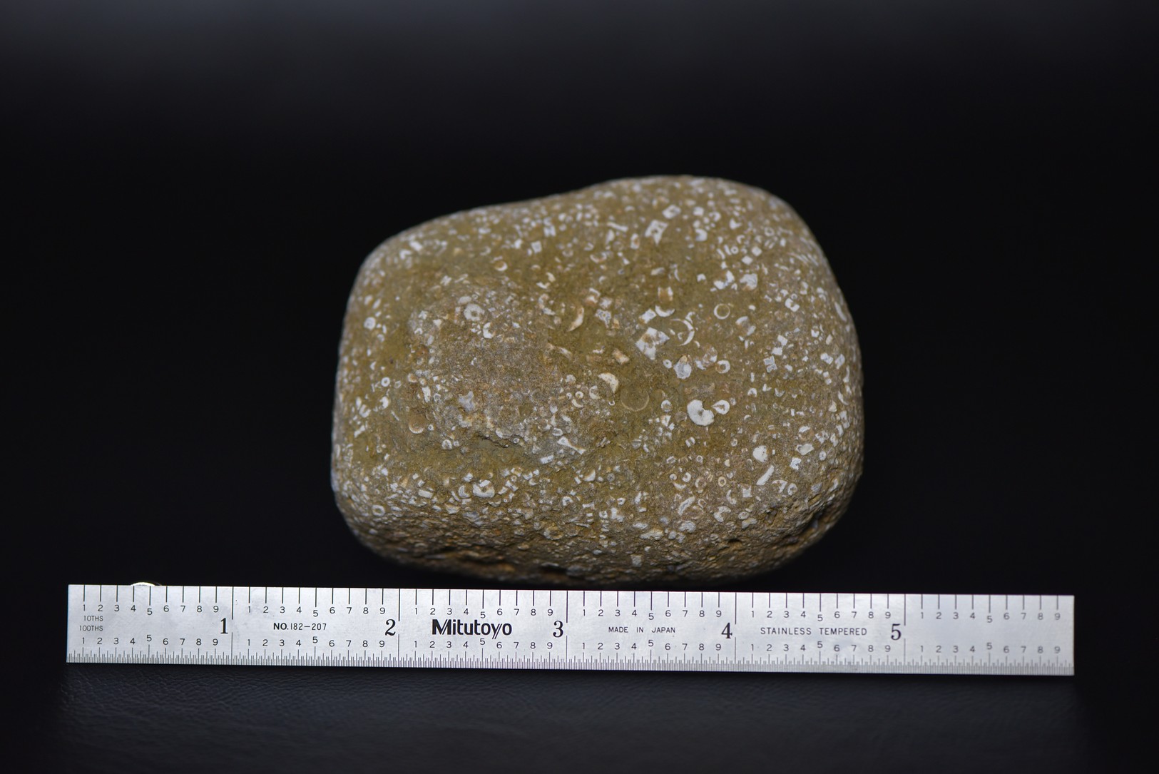 Crinoid Stem Sections in Matrix